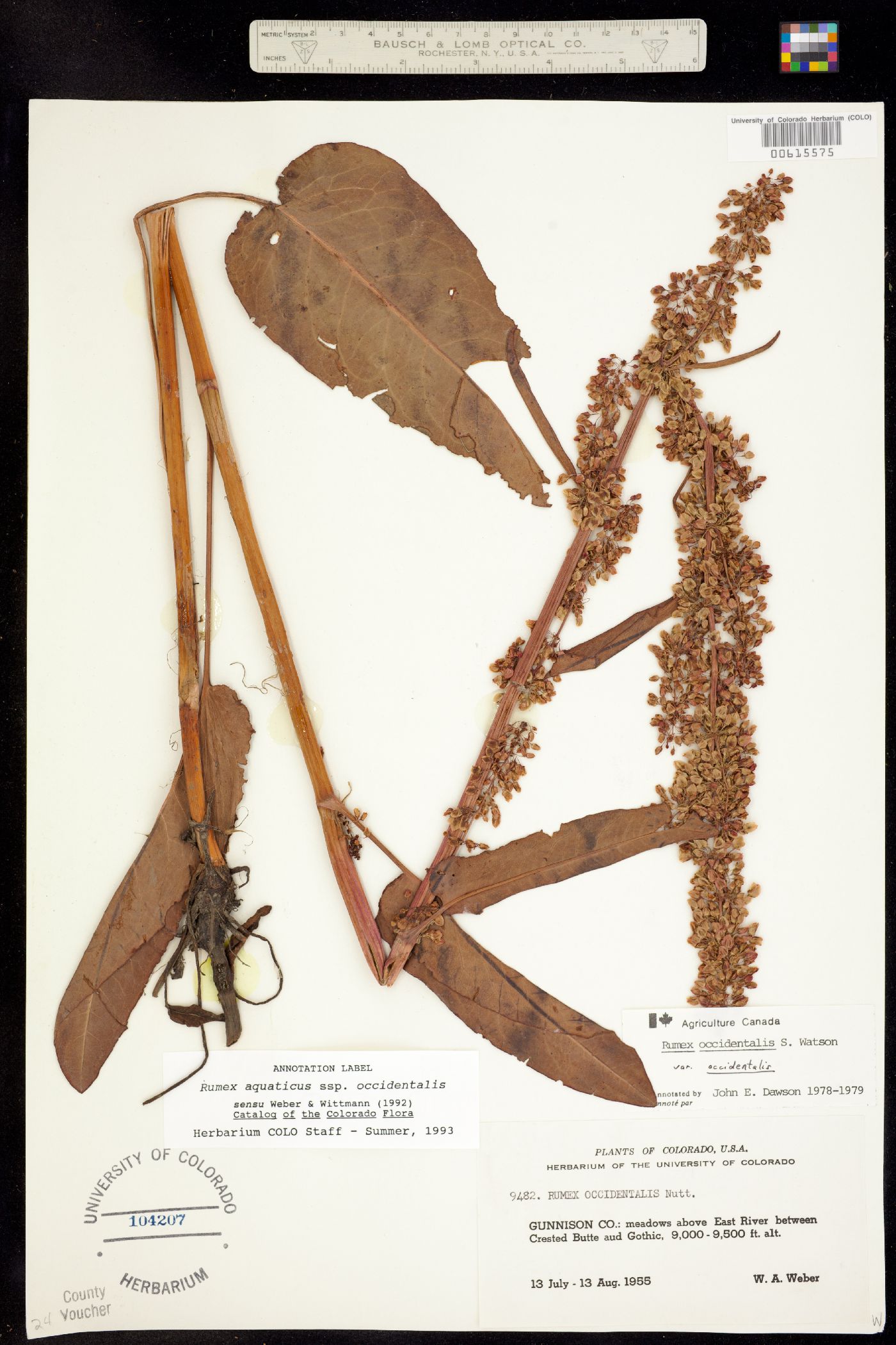 Rumex occidentalis image