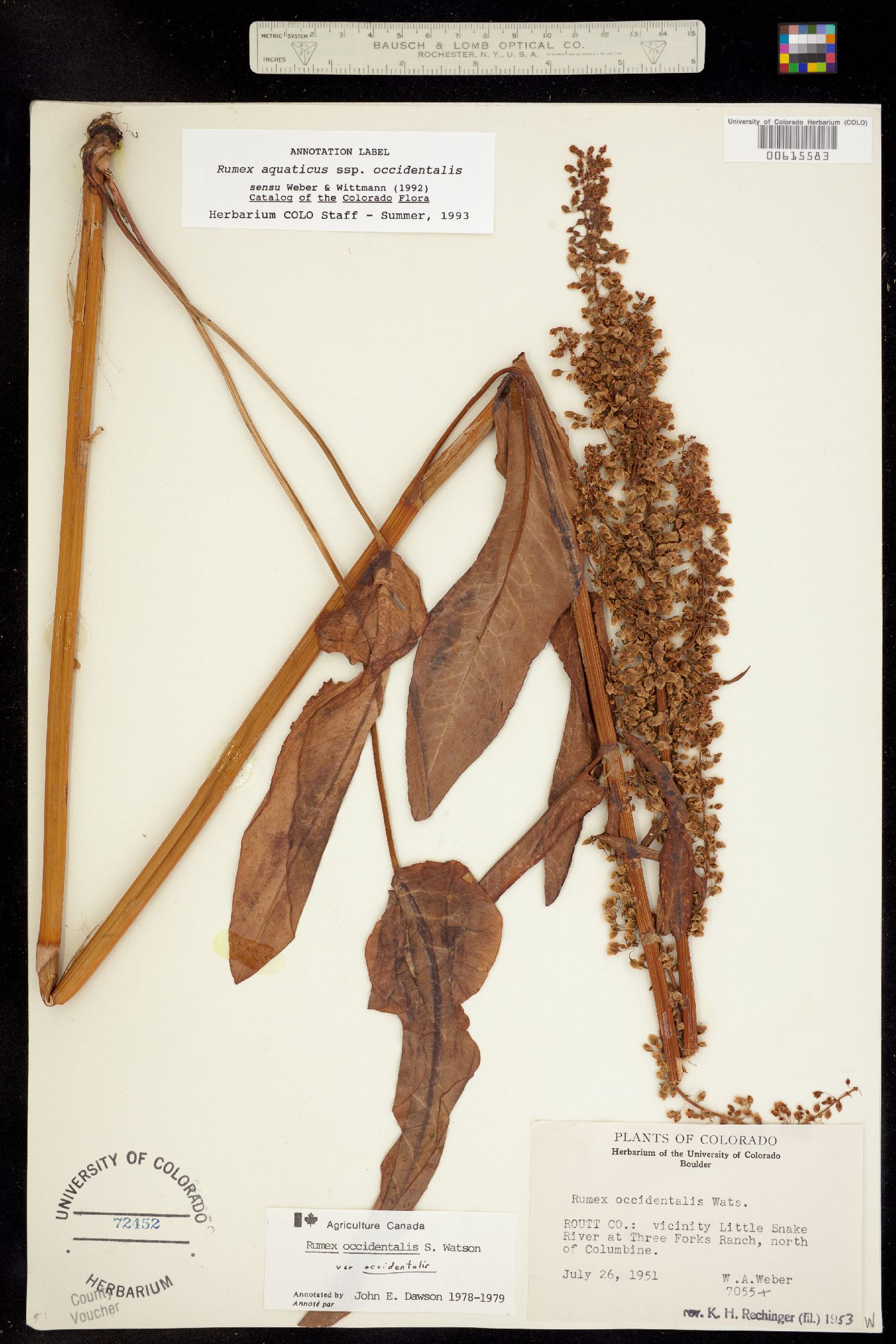 Rumex aquaticus image