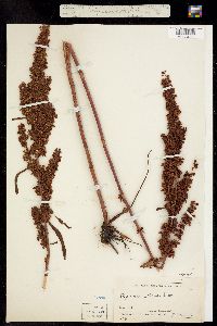 Rumex crispus image