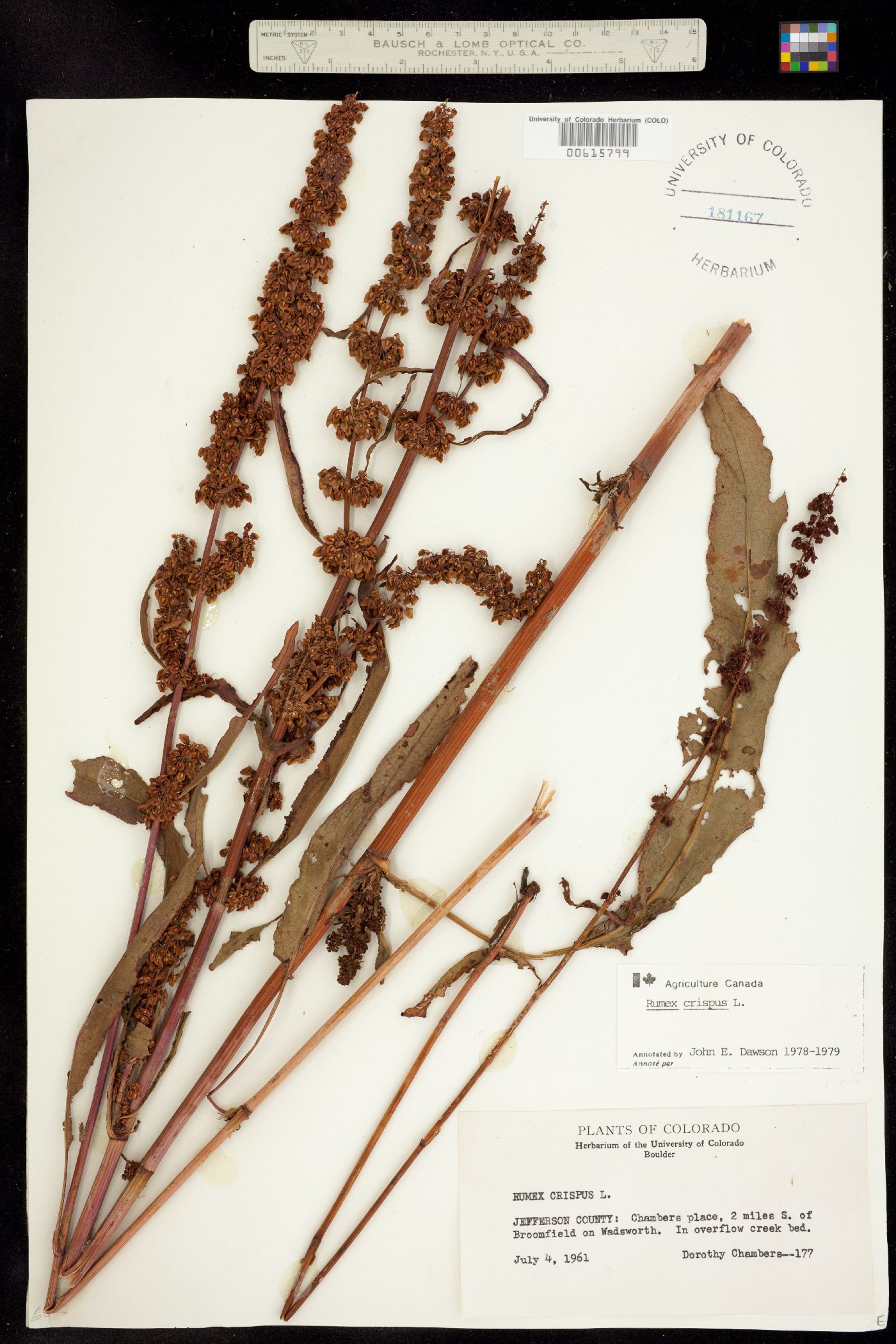 Rumex image