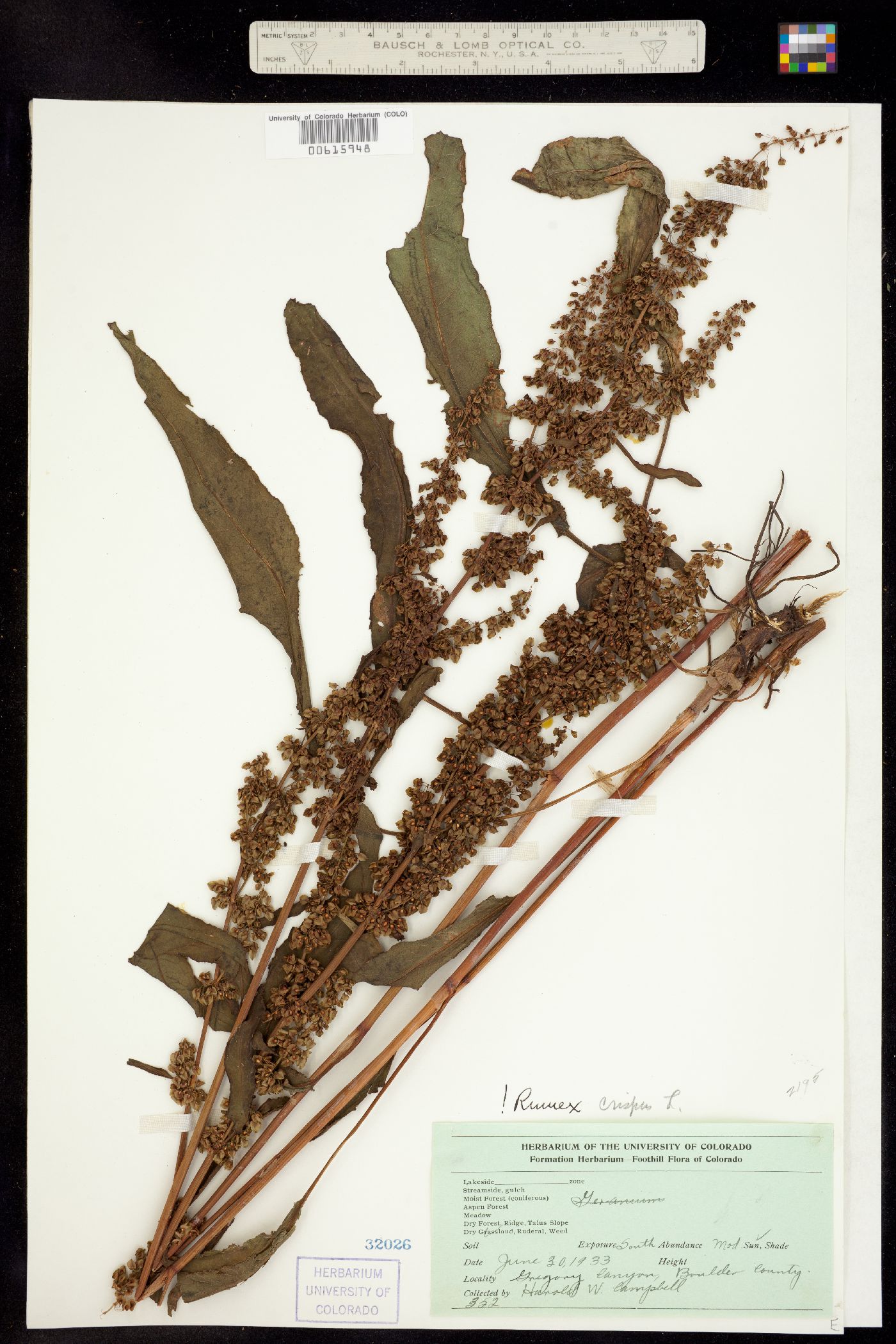Rumex crispus image
