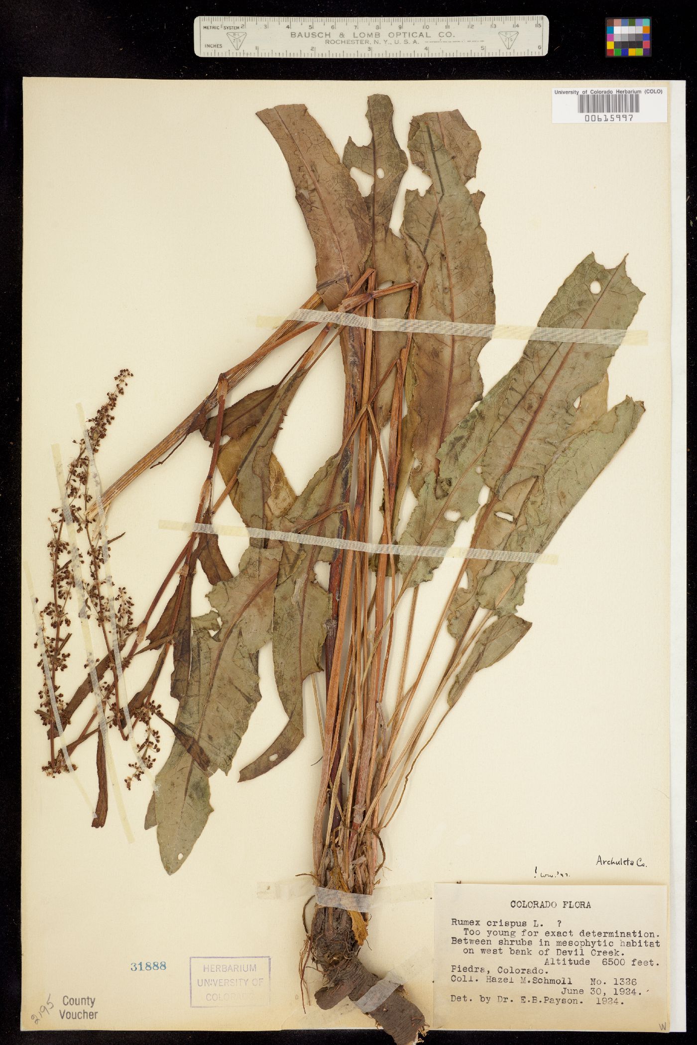 Rumex crispus image