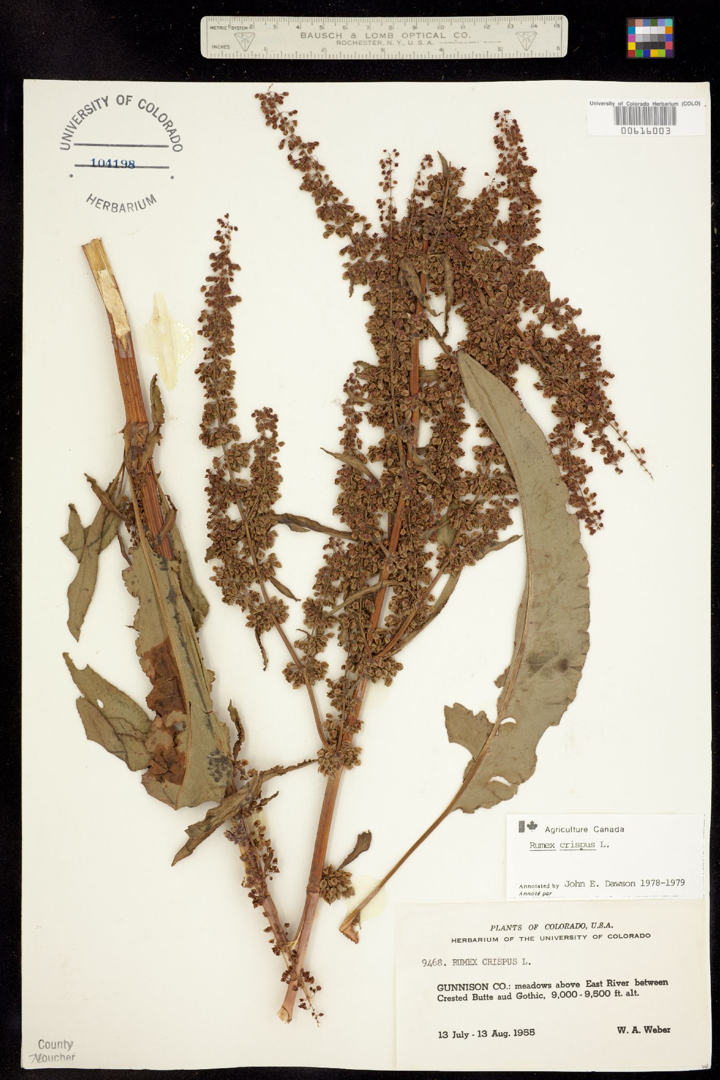 Rumex crispus image