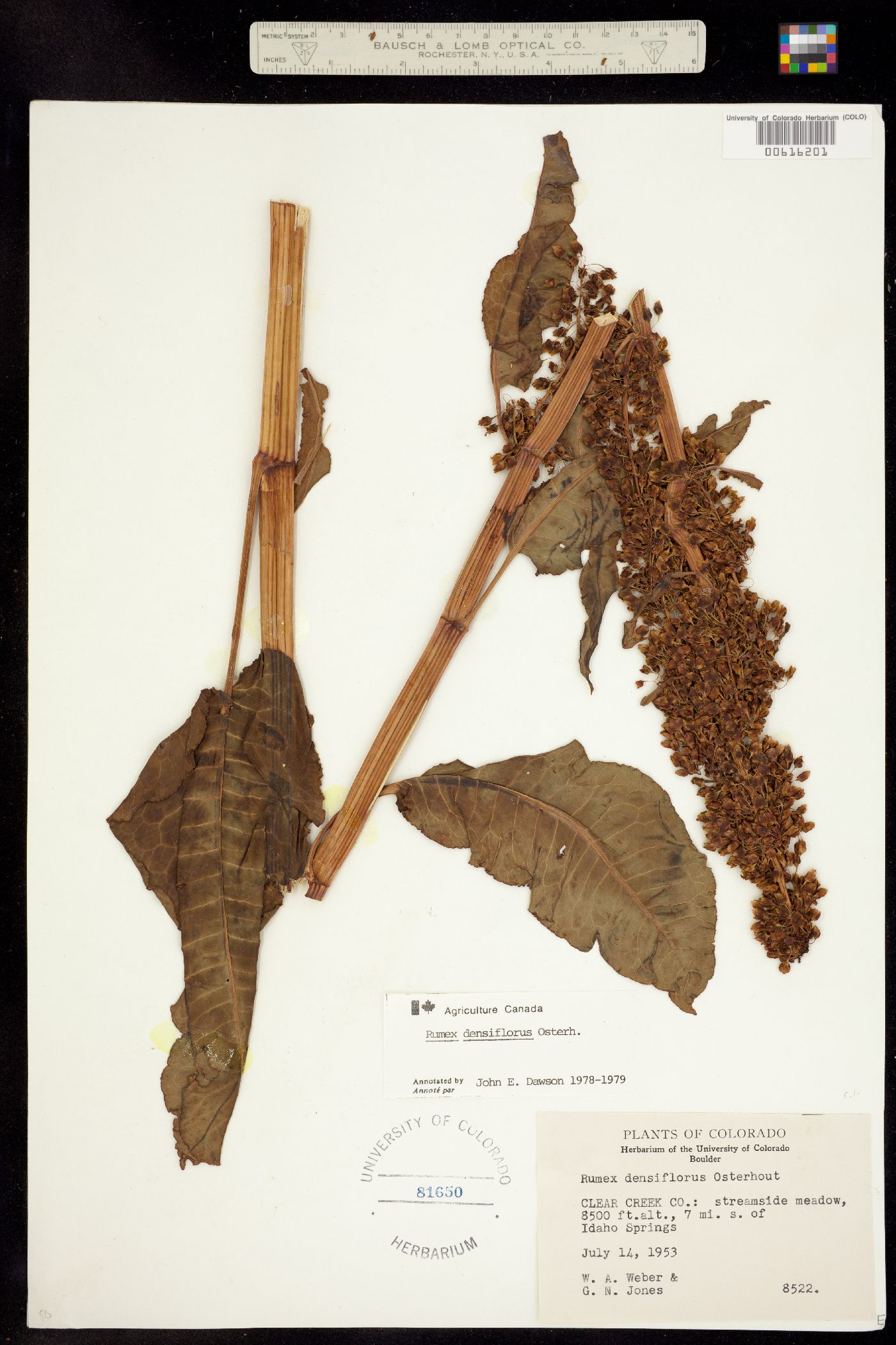 Rumex densiflorus image