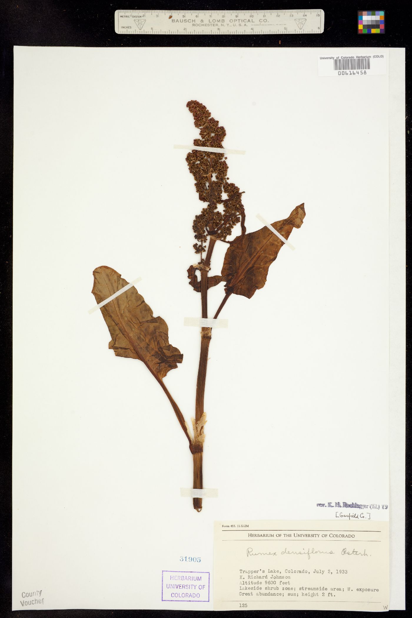 Rumex densiflorus image