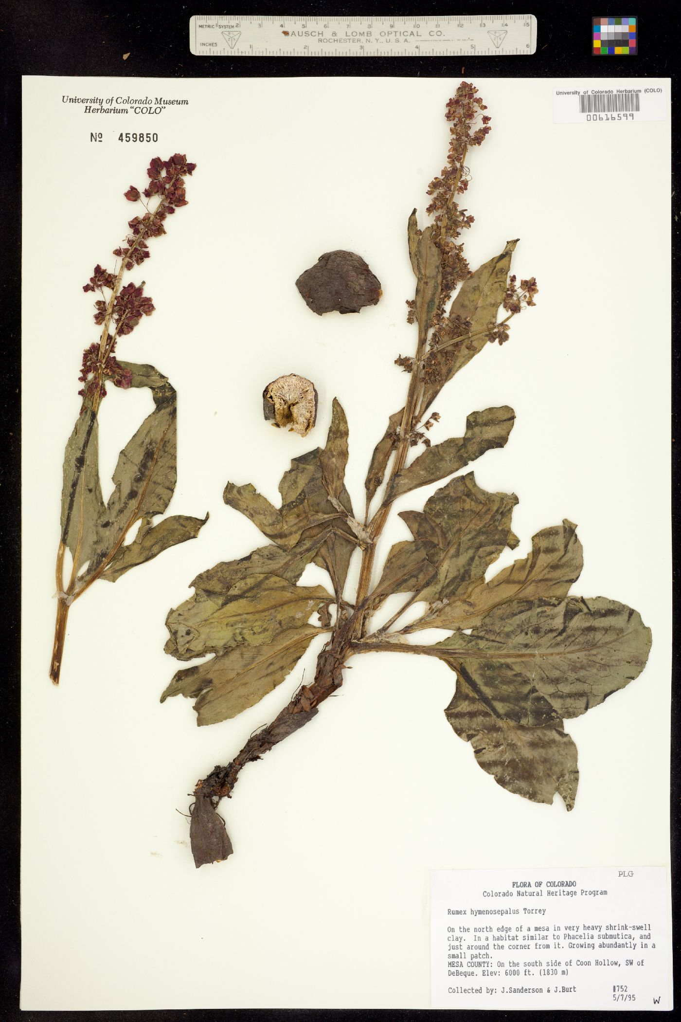 Rumex hymenosepalus image