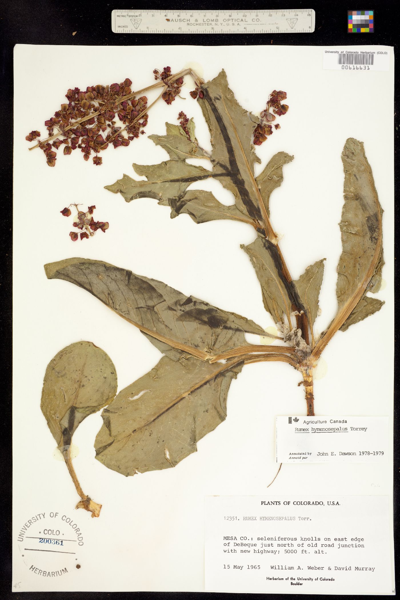 Rumex hymenosepalus image