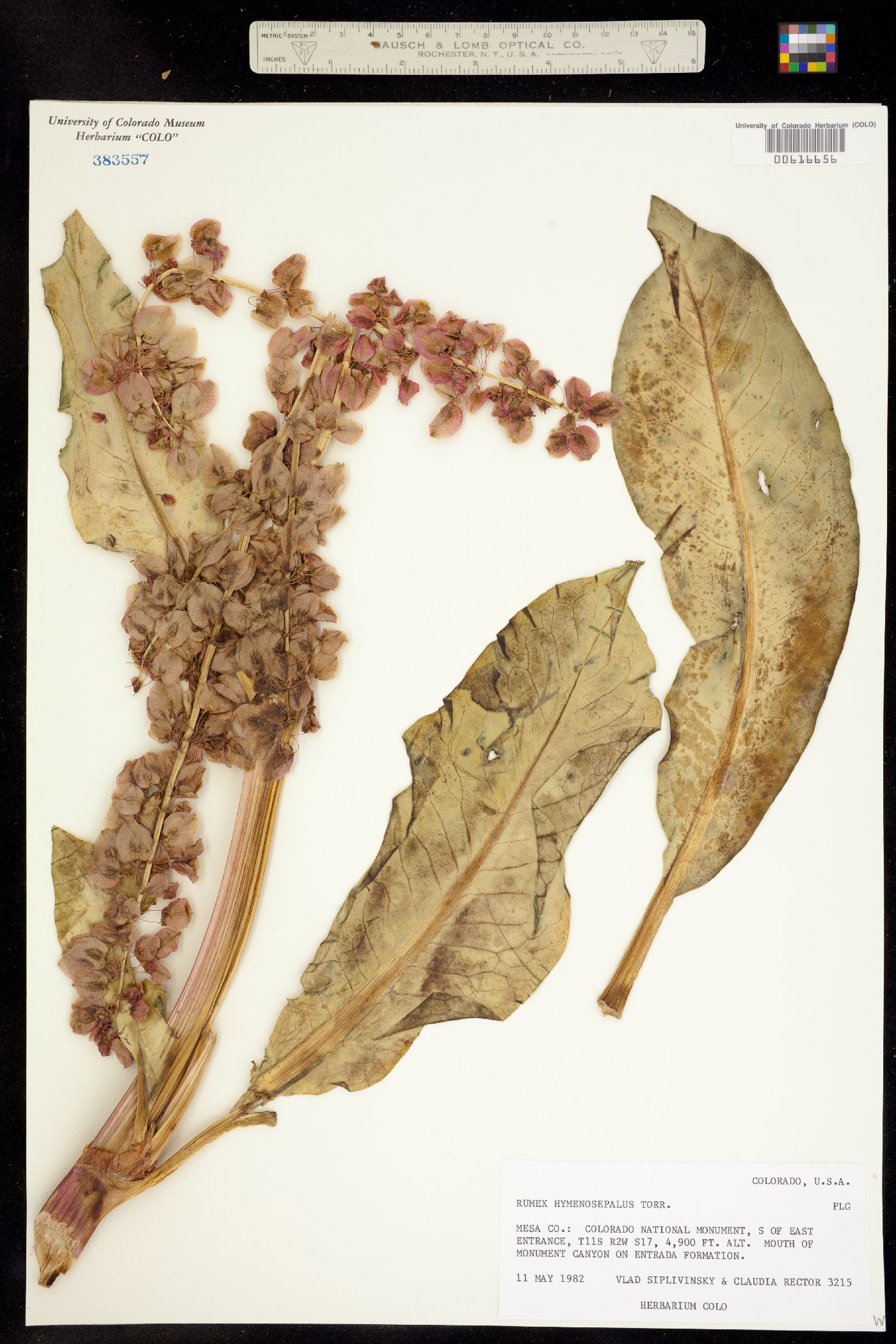 Rumex hymenosepalus image