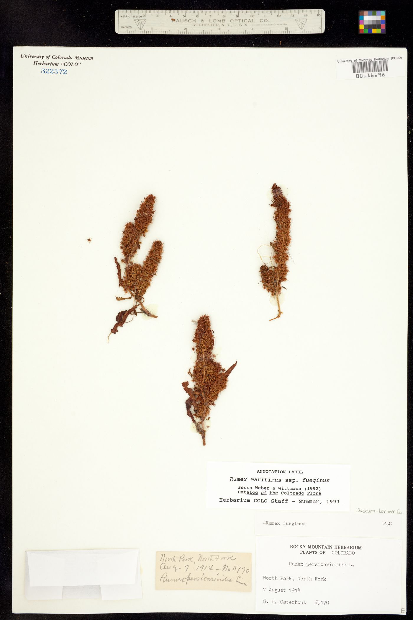Rumex fueginus image