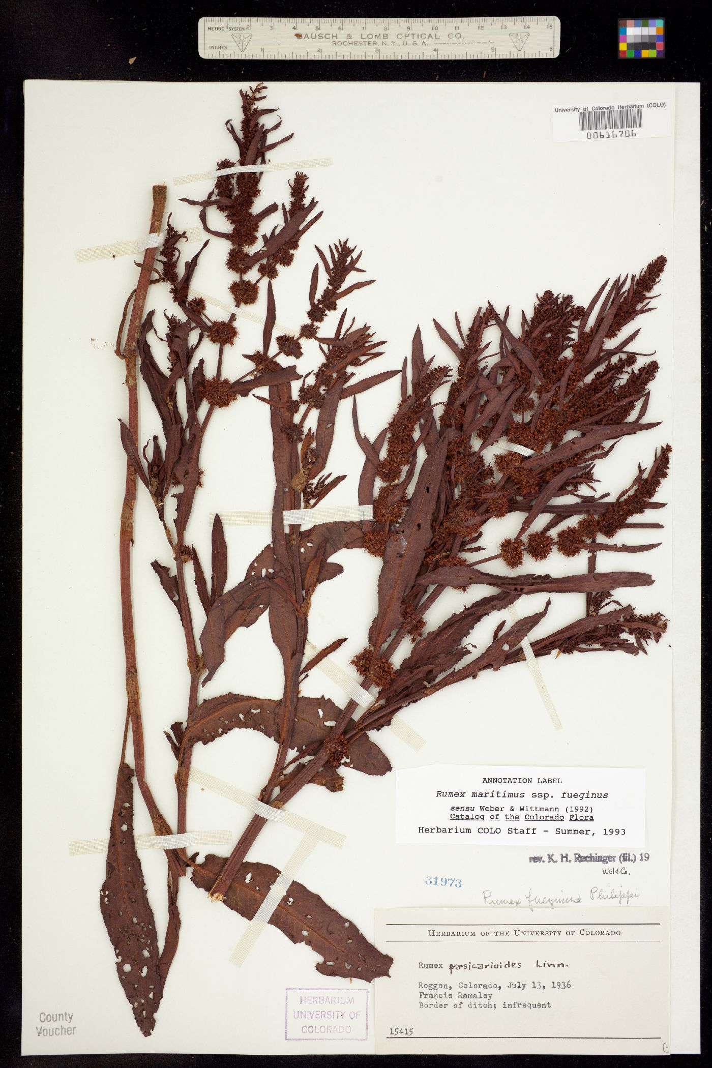 Rumex fueginus image