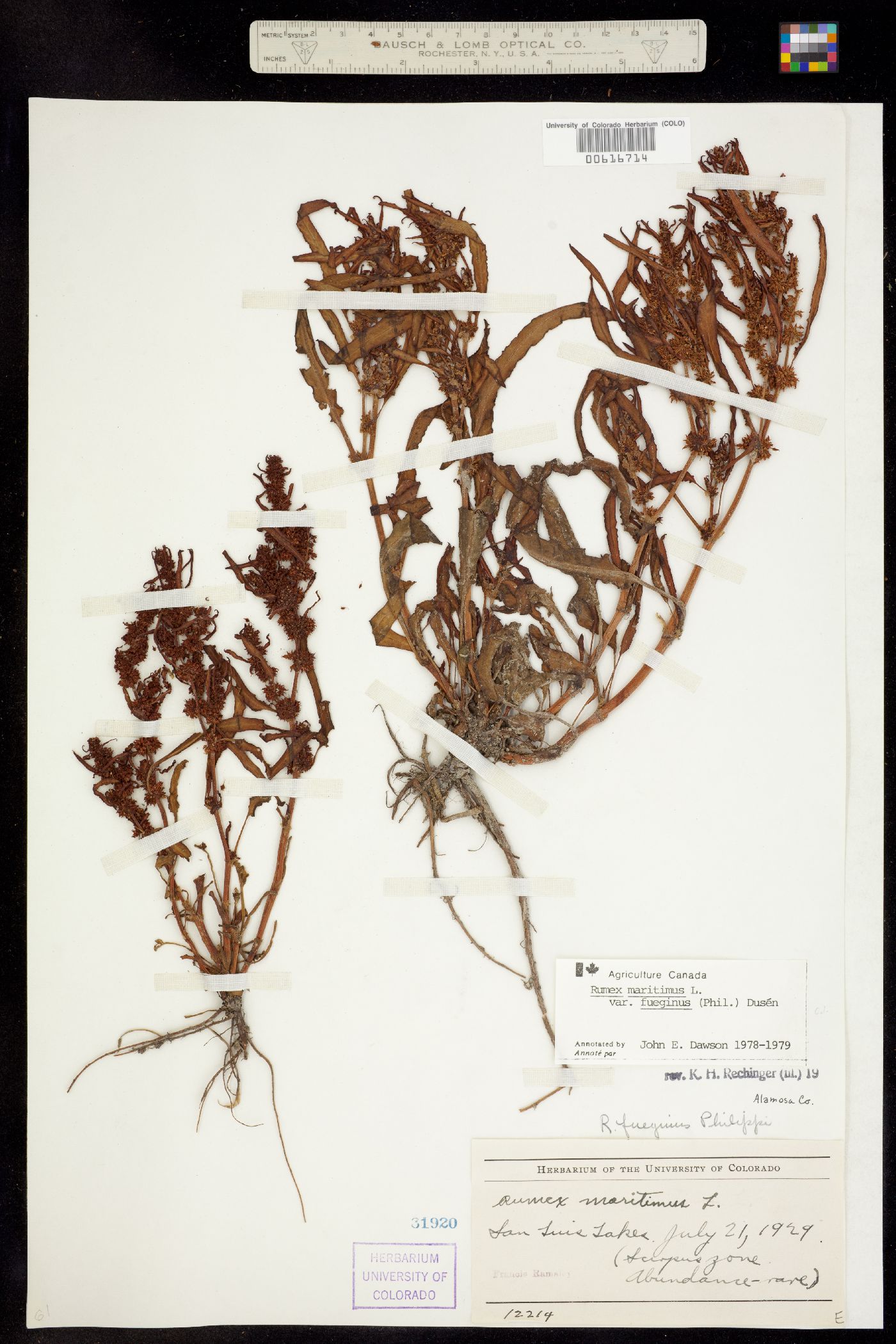 Rumex fueginus image