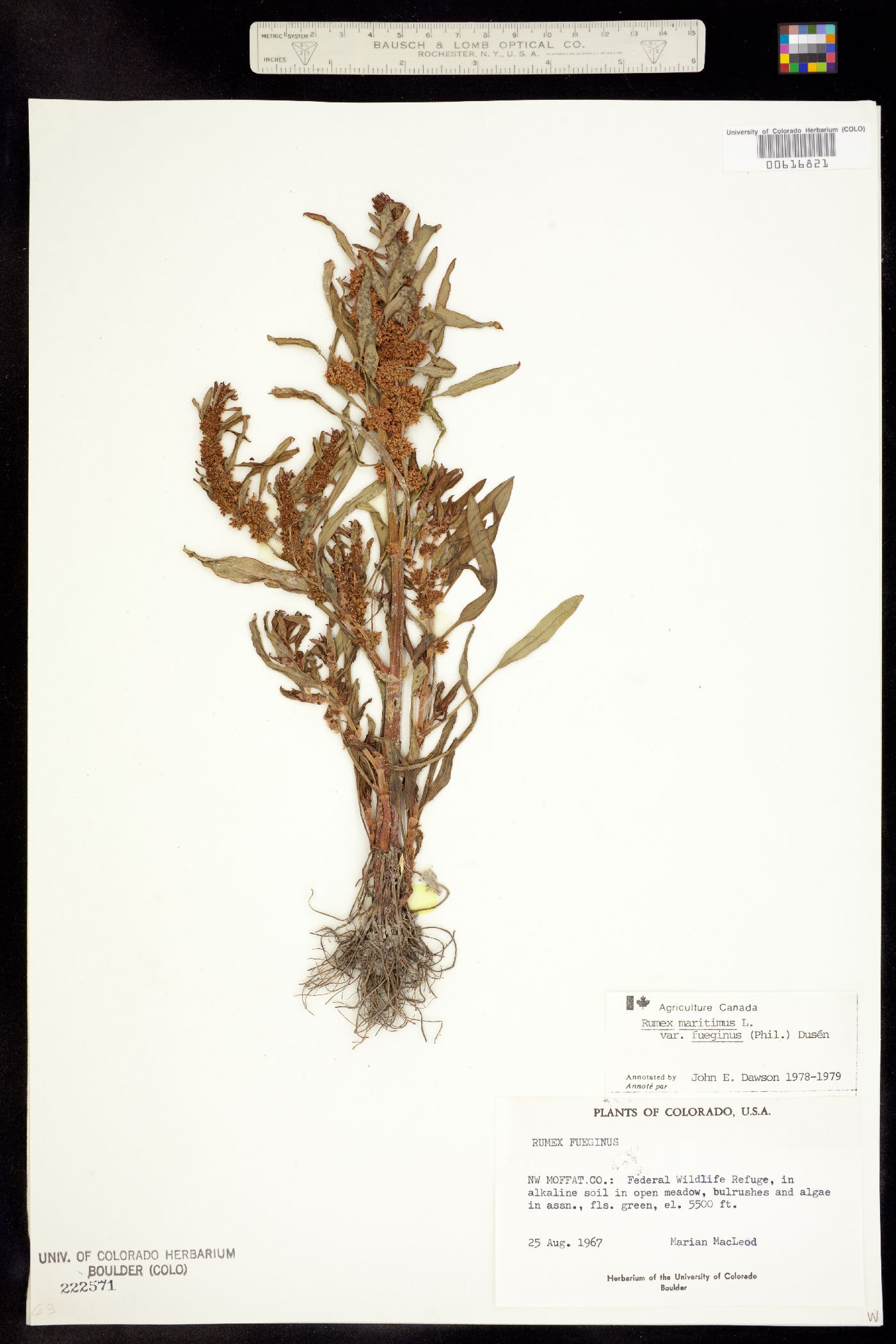 Rumex fueginus image