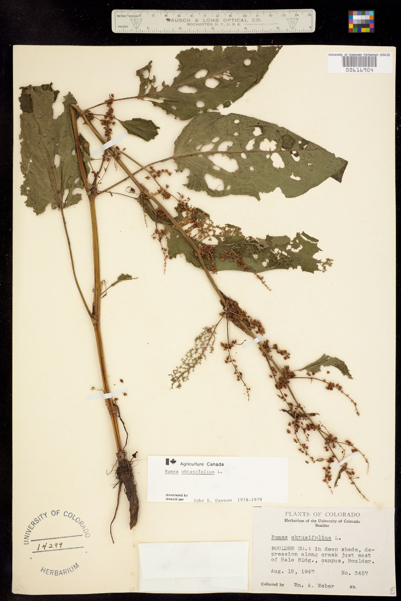 Rumex obtusifolius image