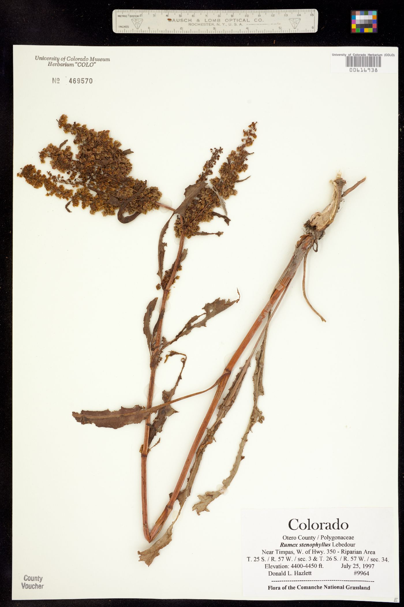 Rumex stenophyllus image