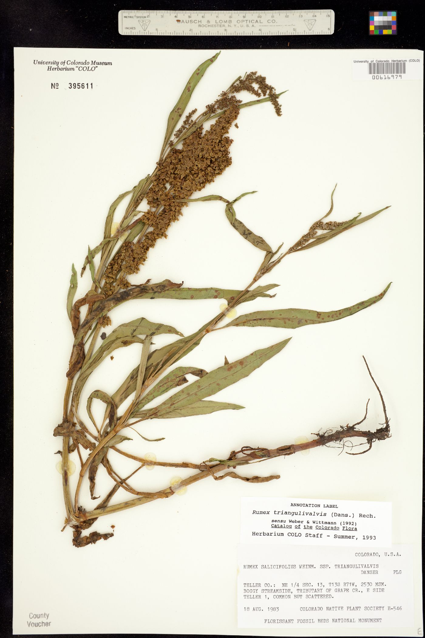 Rumex triangulivalvis image