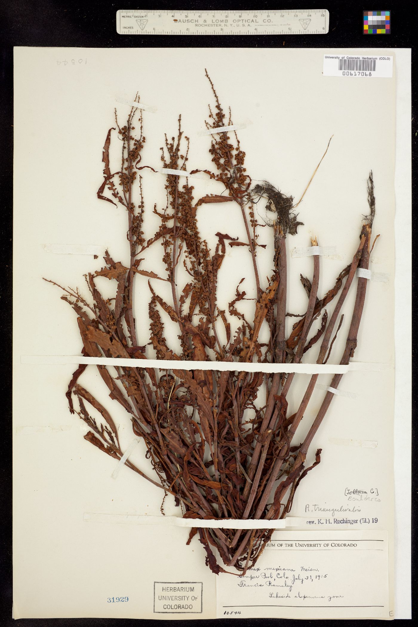 Rumex image