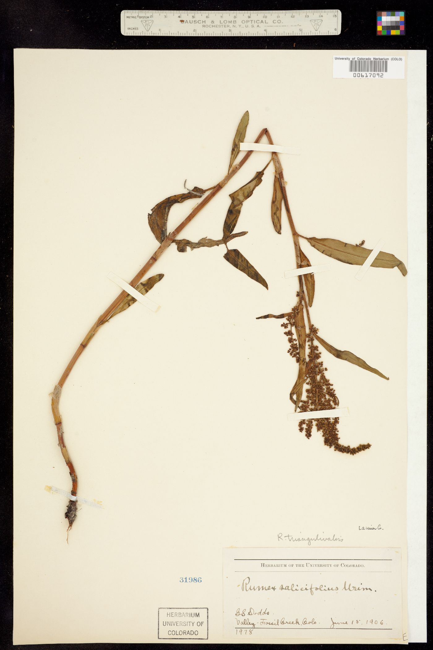 Rumex triangulivalvis image