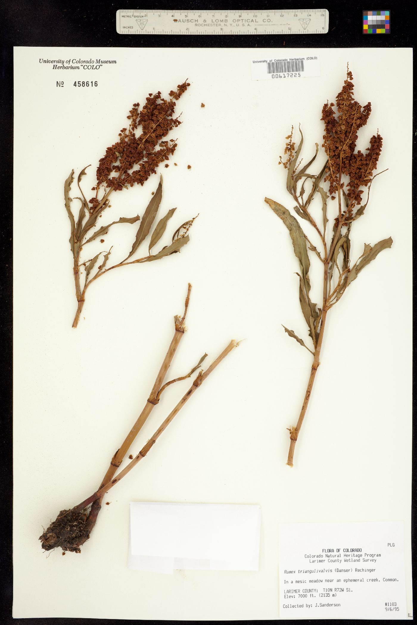 Rumex triangulivalvis image