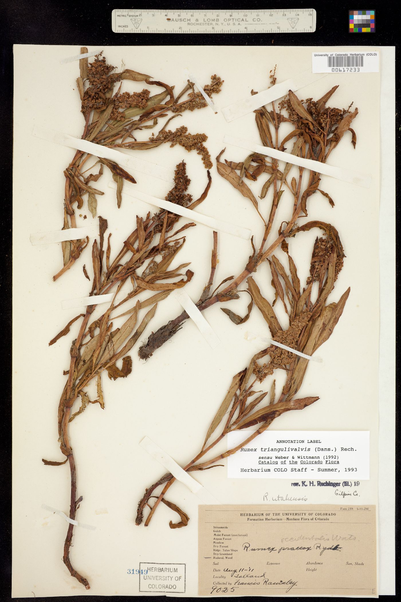 Rumex utahensis image