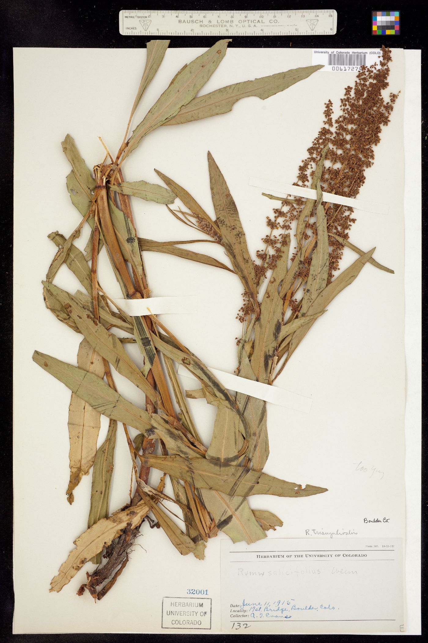 Rumex image