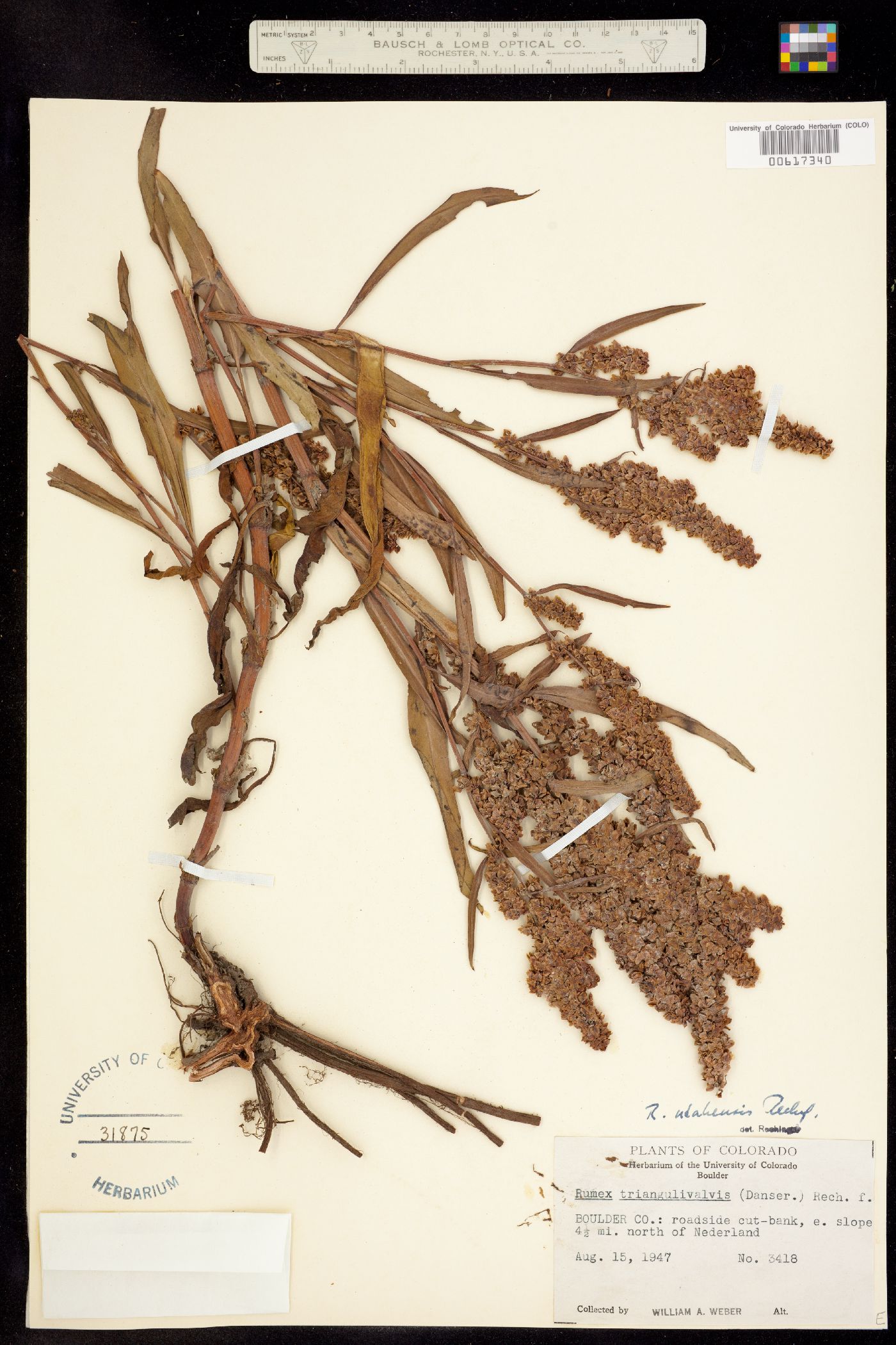 Rumex utahensis image