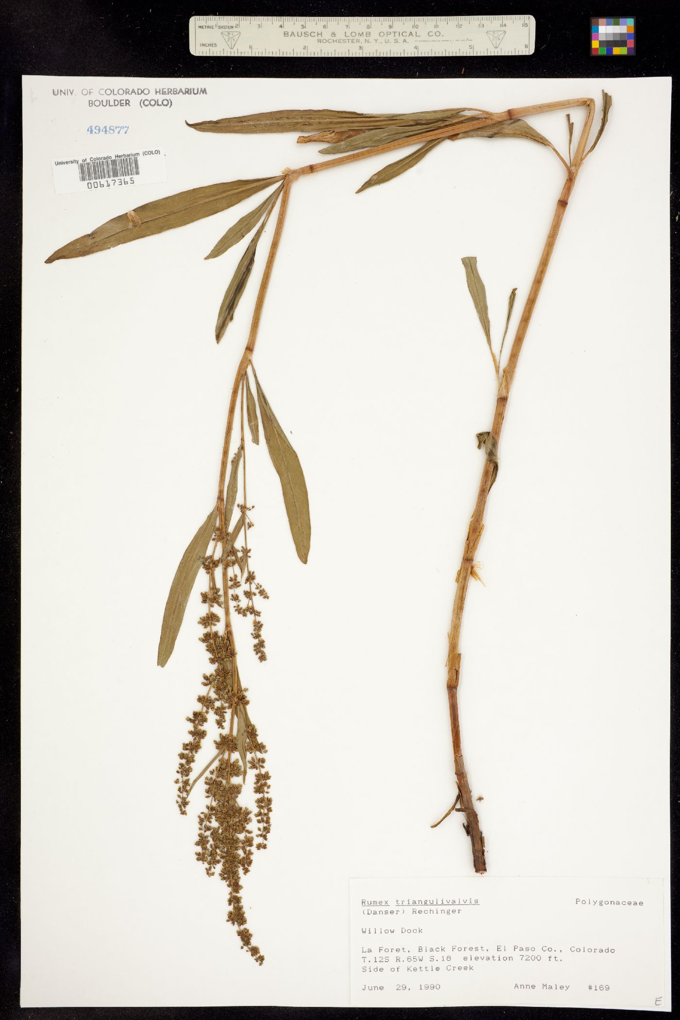 Rumex triangulivalvis image