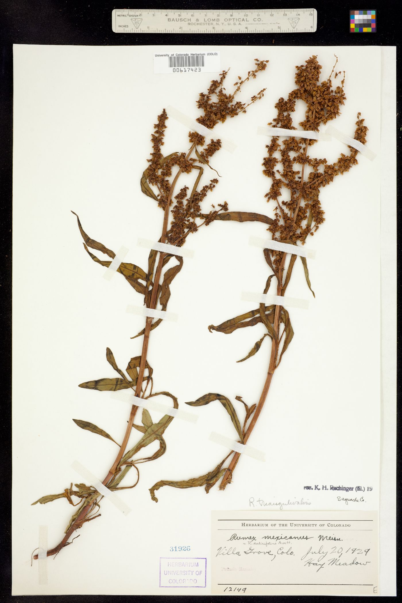 Rumex image