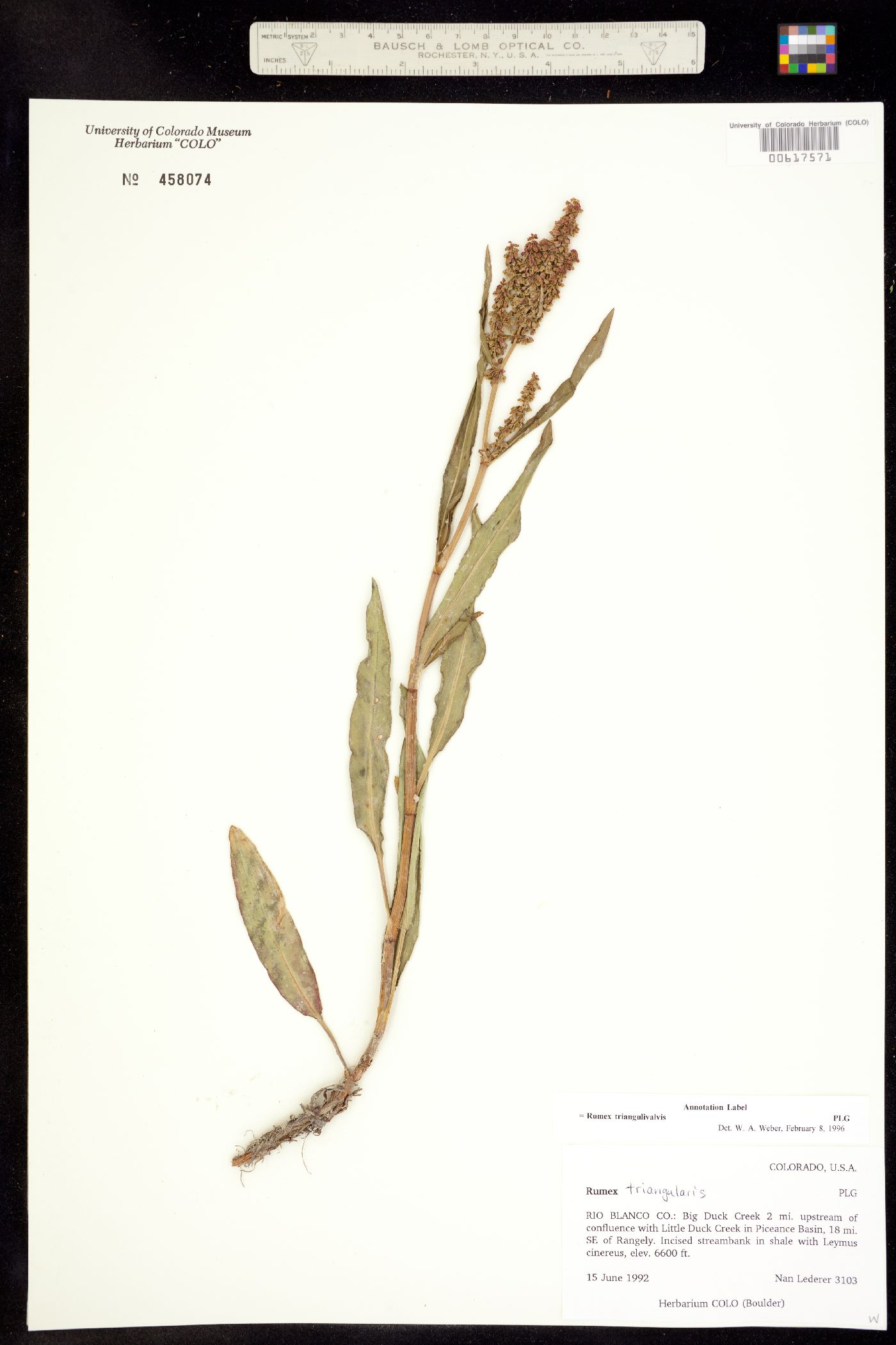 Rumex triangulivalvis image