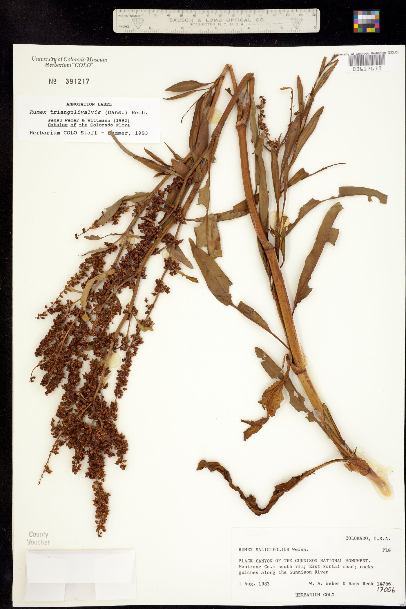 Rumex triangulivalvis image