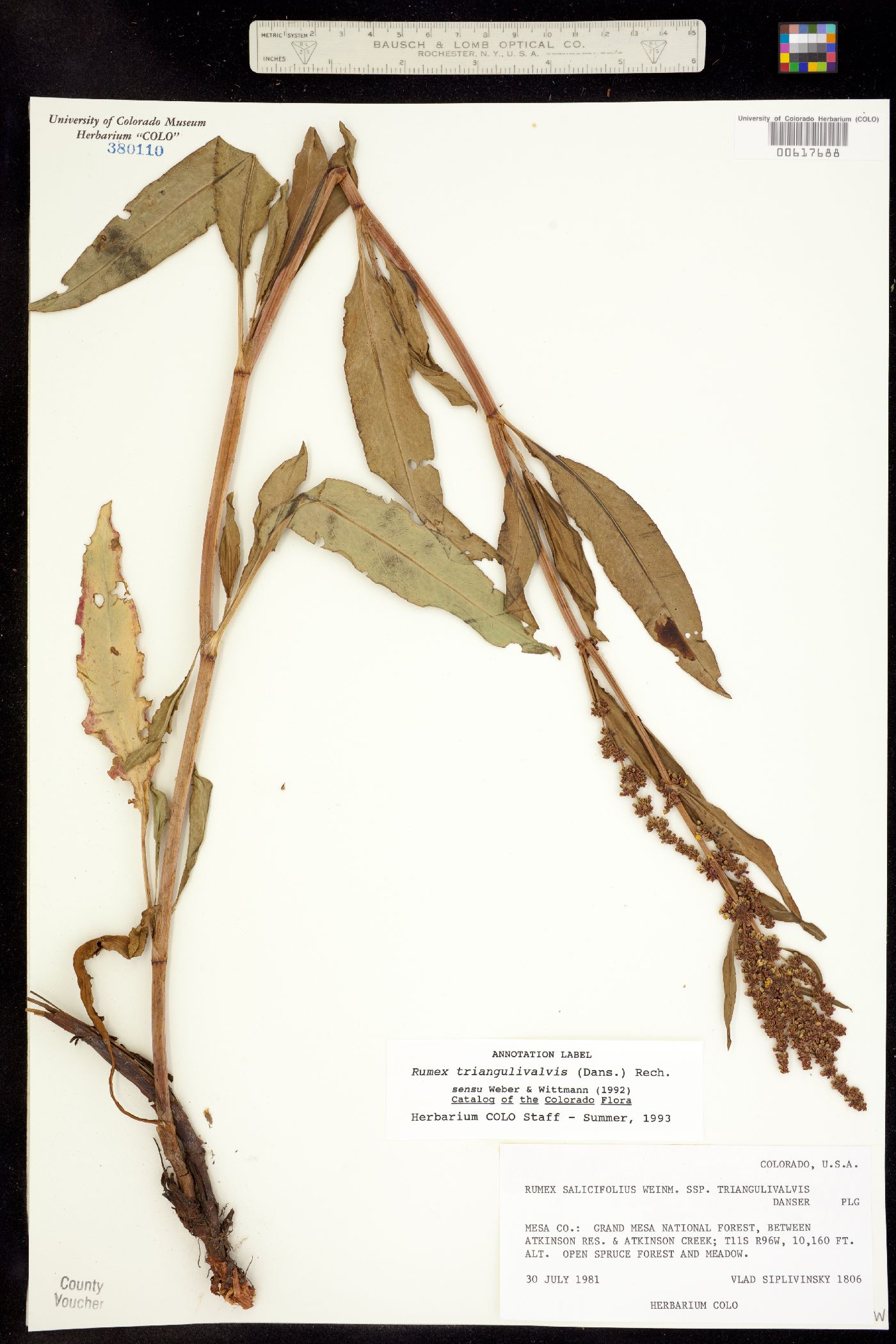 Rumex triangulivalvis image