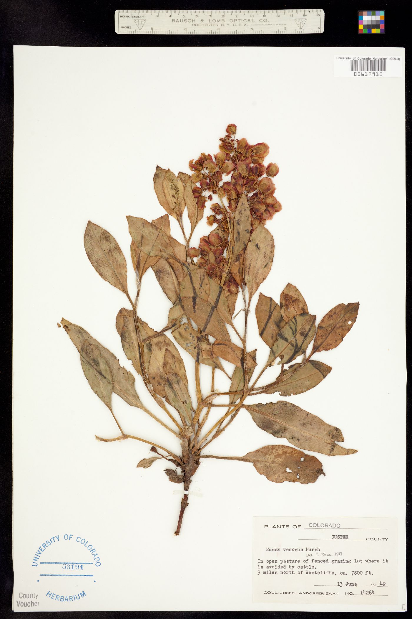 Rumex venosus image