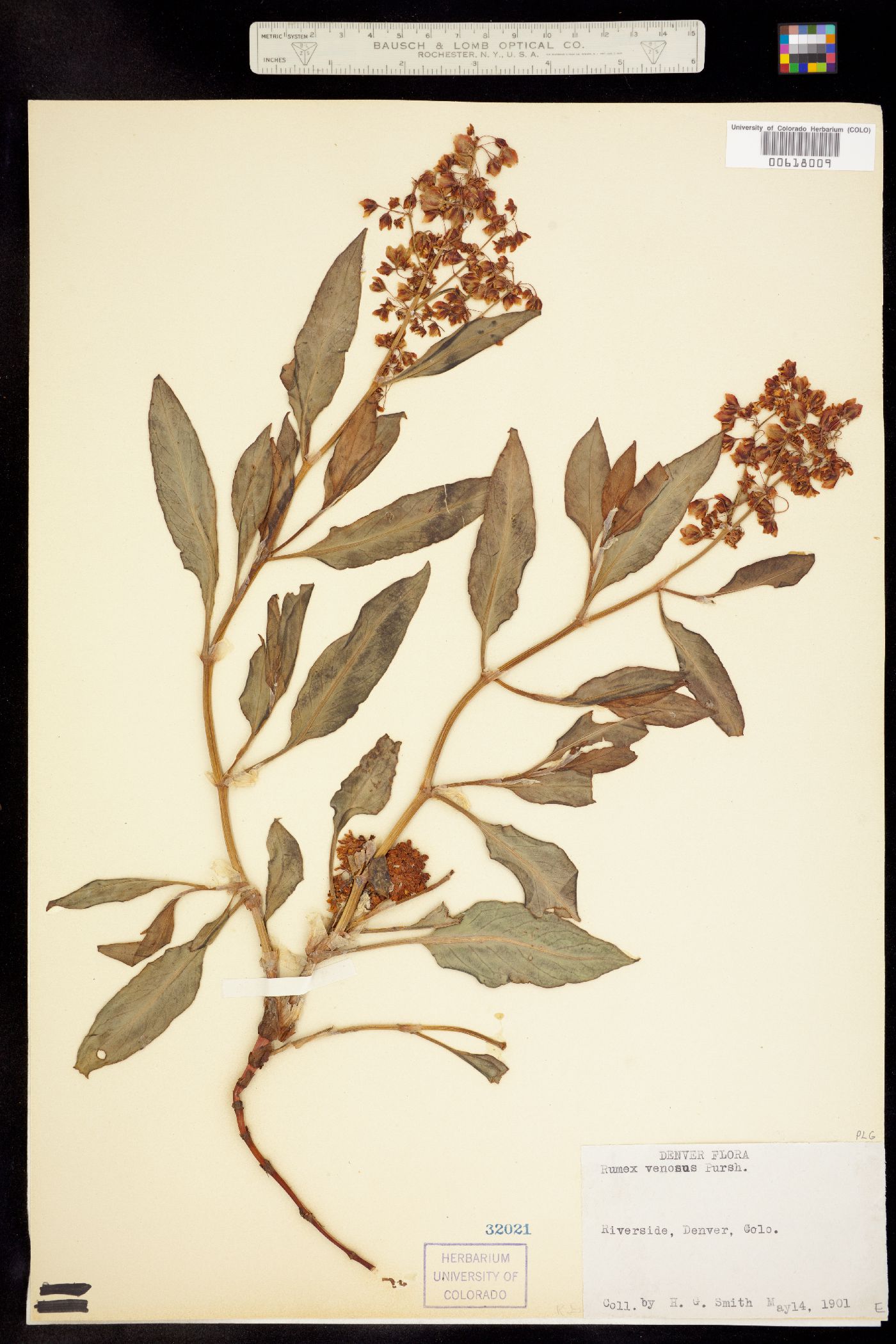 Rumex venosus image