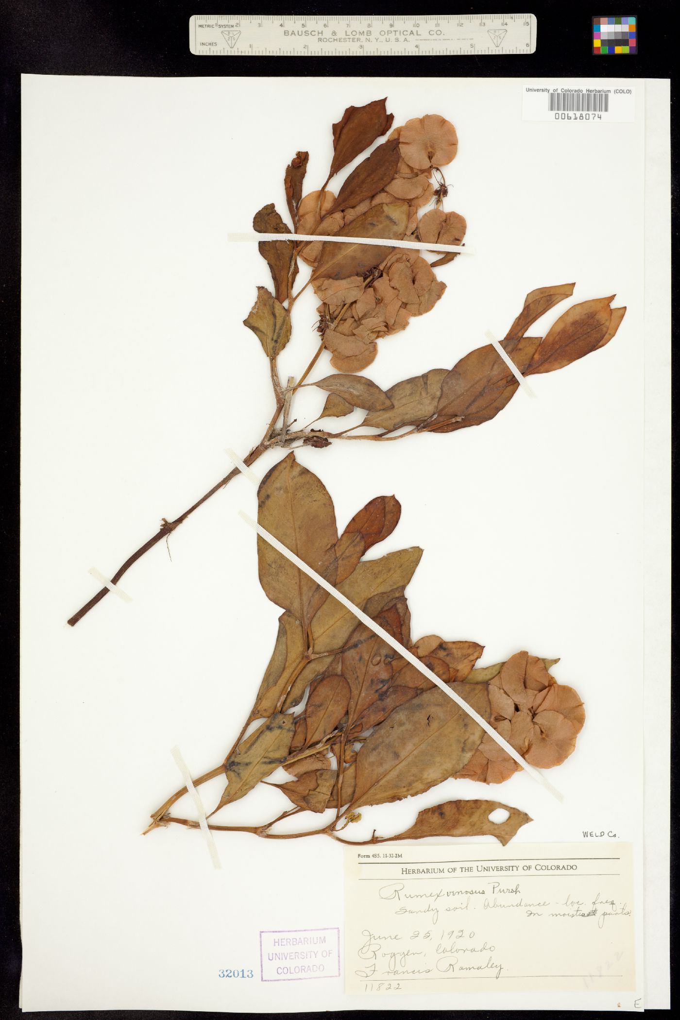 Rumex venosus image
