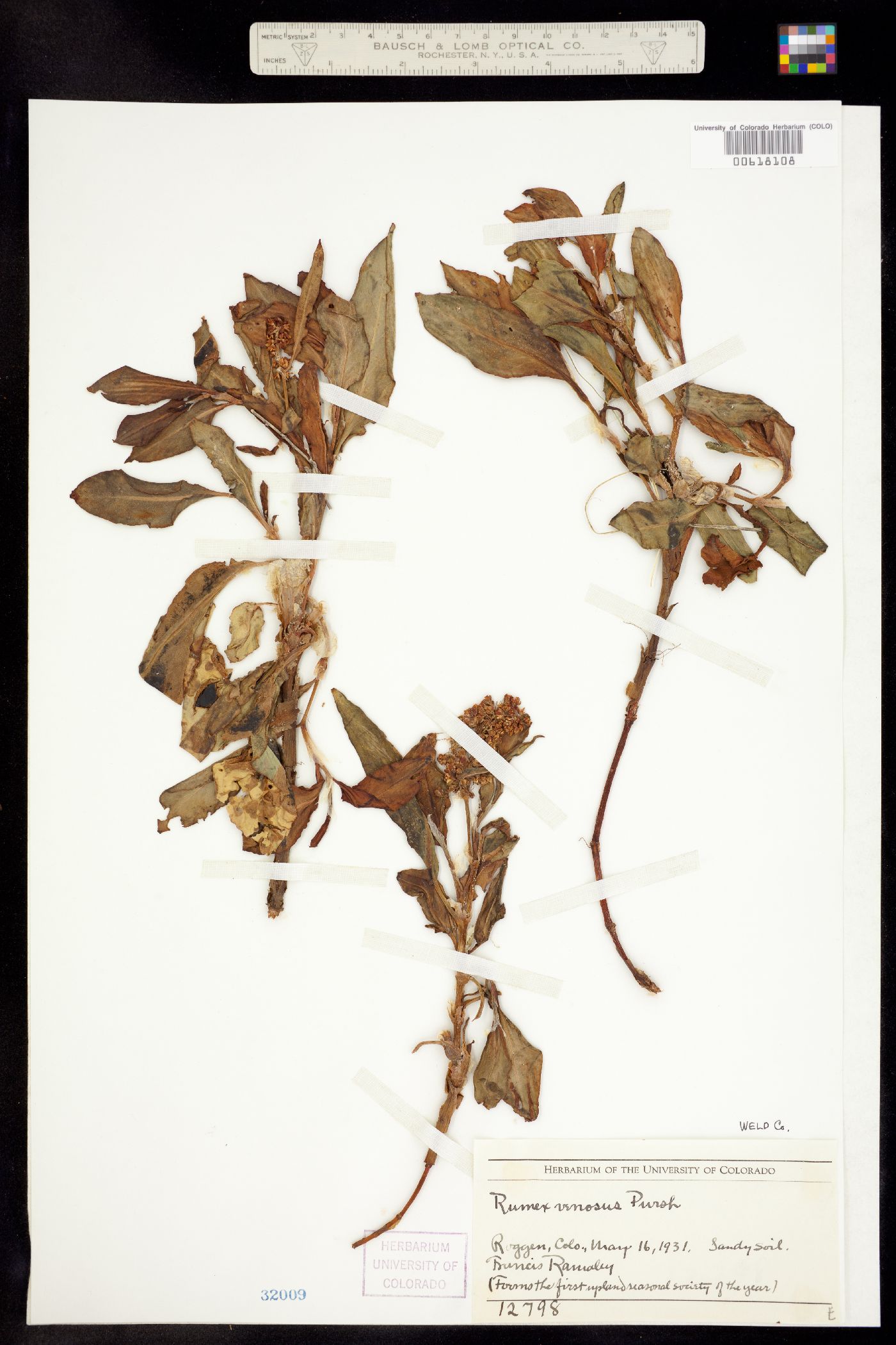 Rumex venosus image