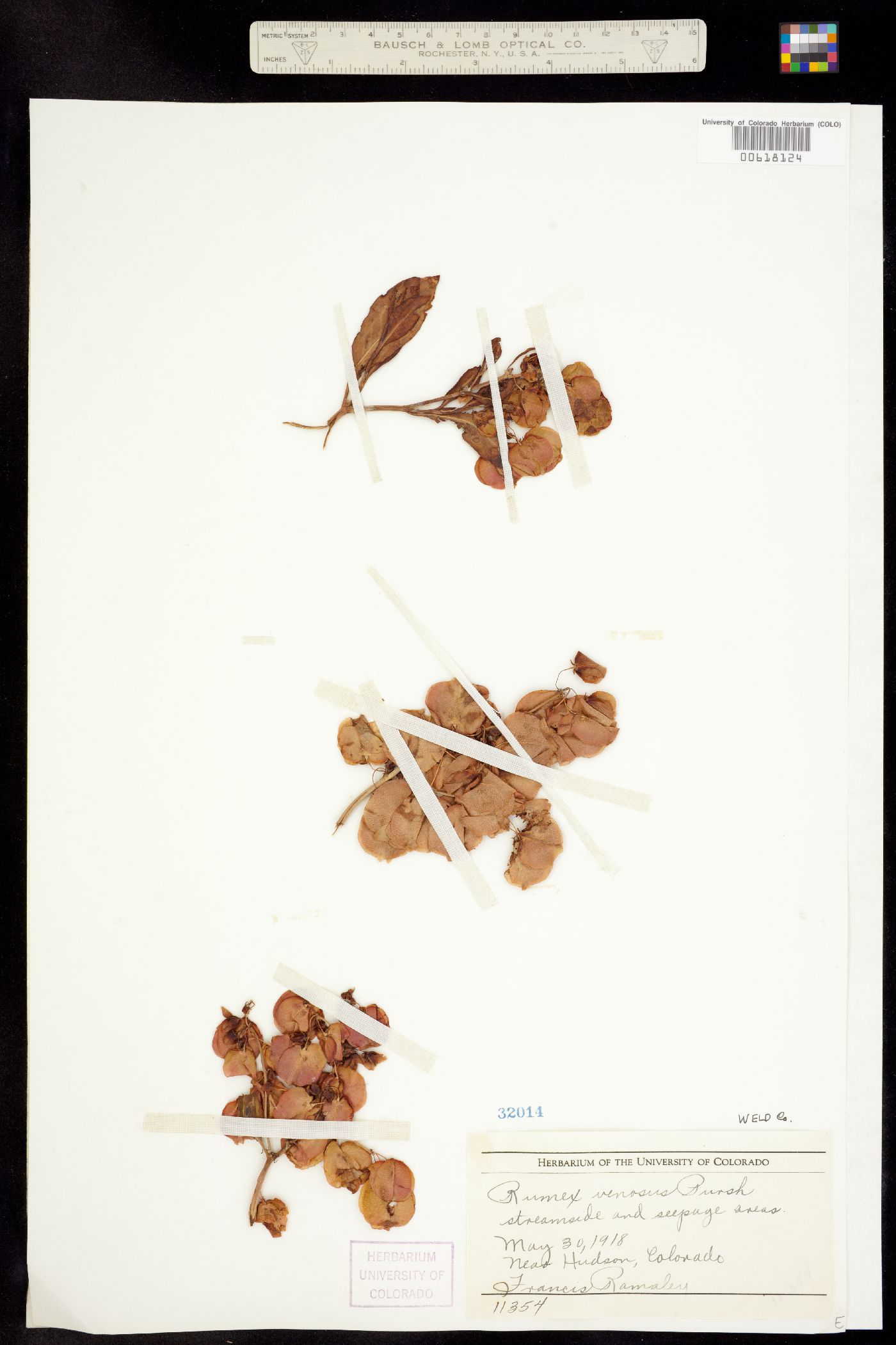 Rumex image