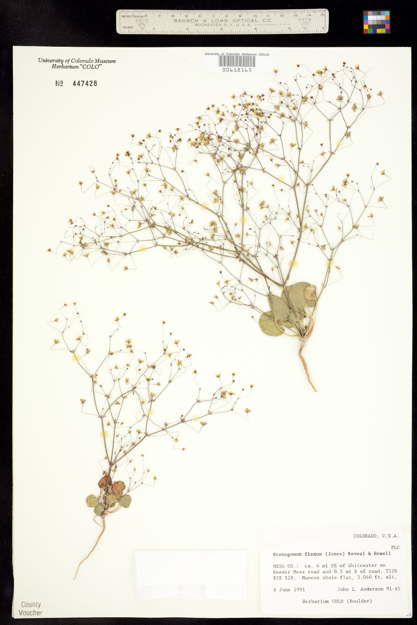Stenogonum flexum image