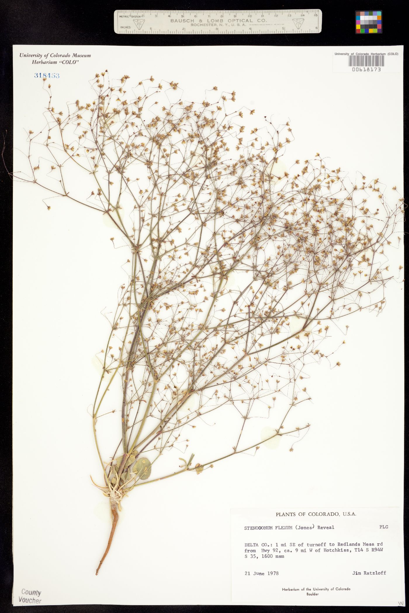 Stenogonum flexum image