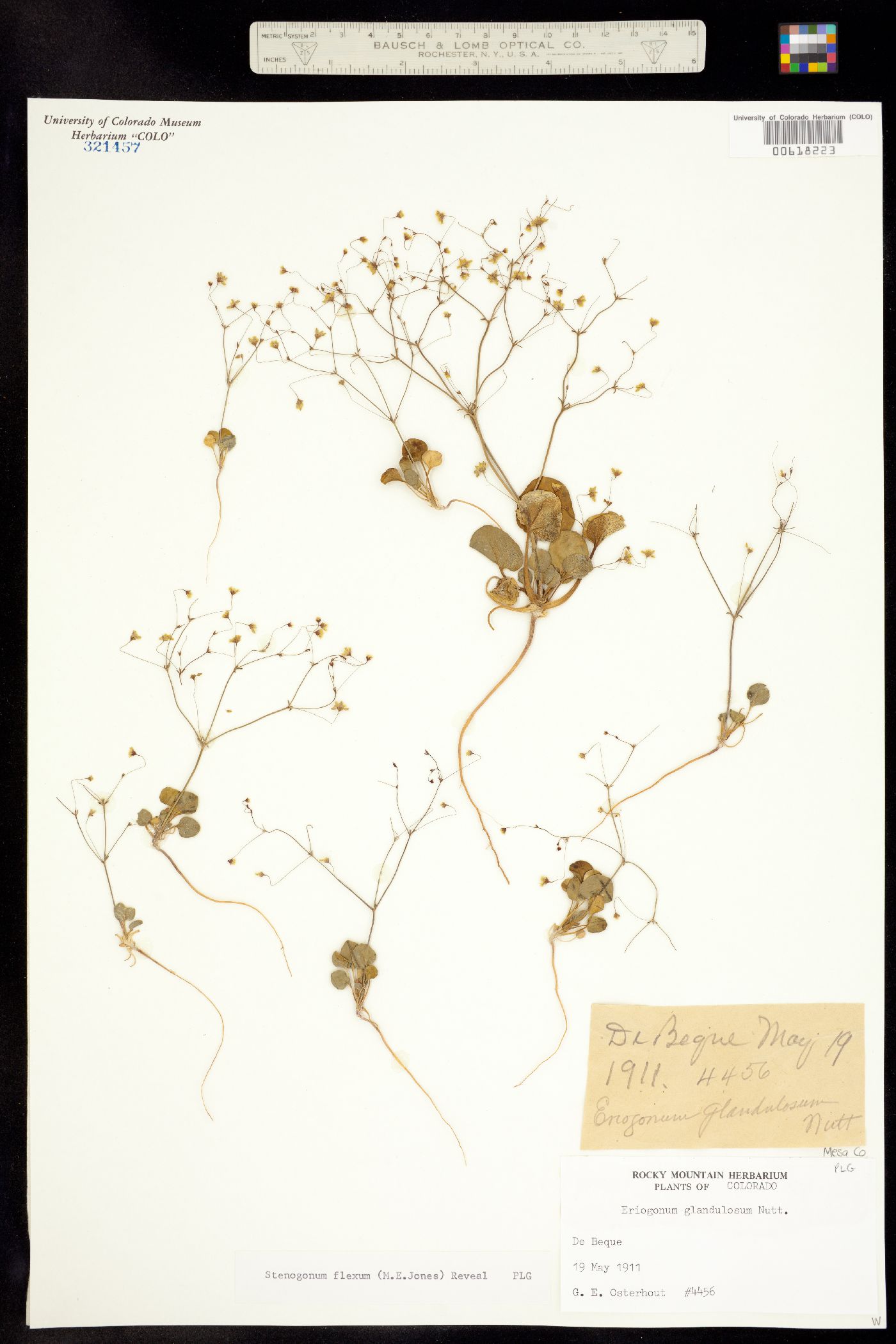 Stenogonum flexum image