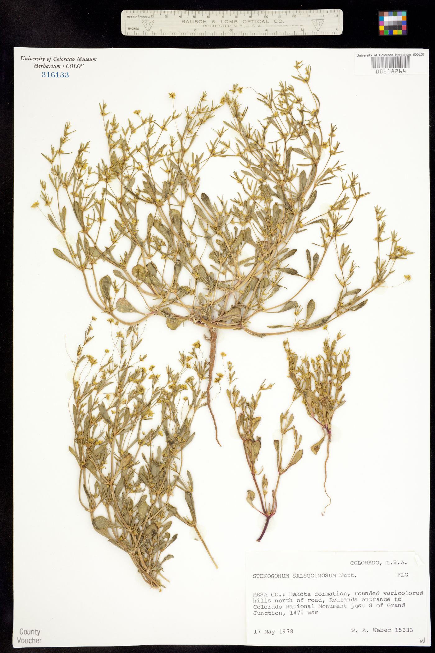 Stenogonum salsuginosum image
