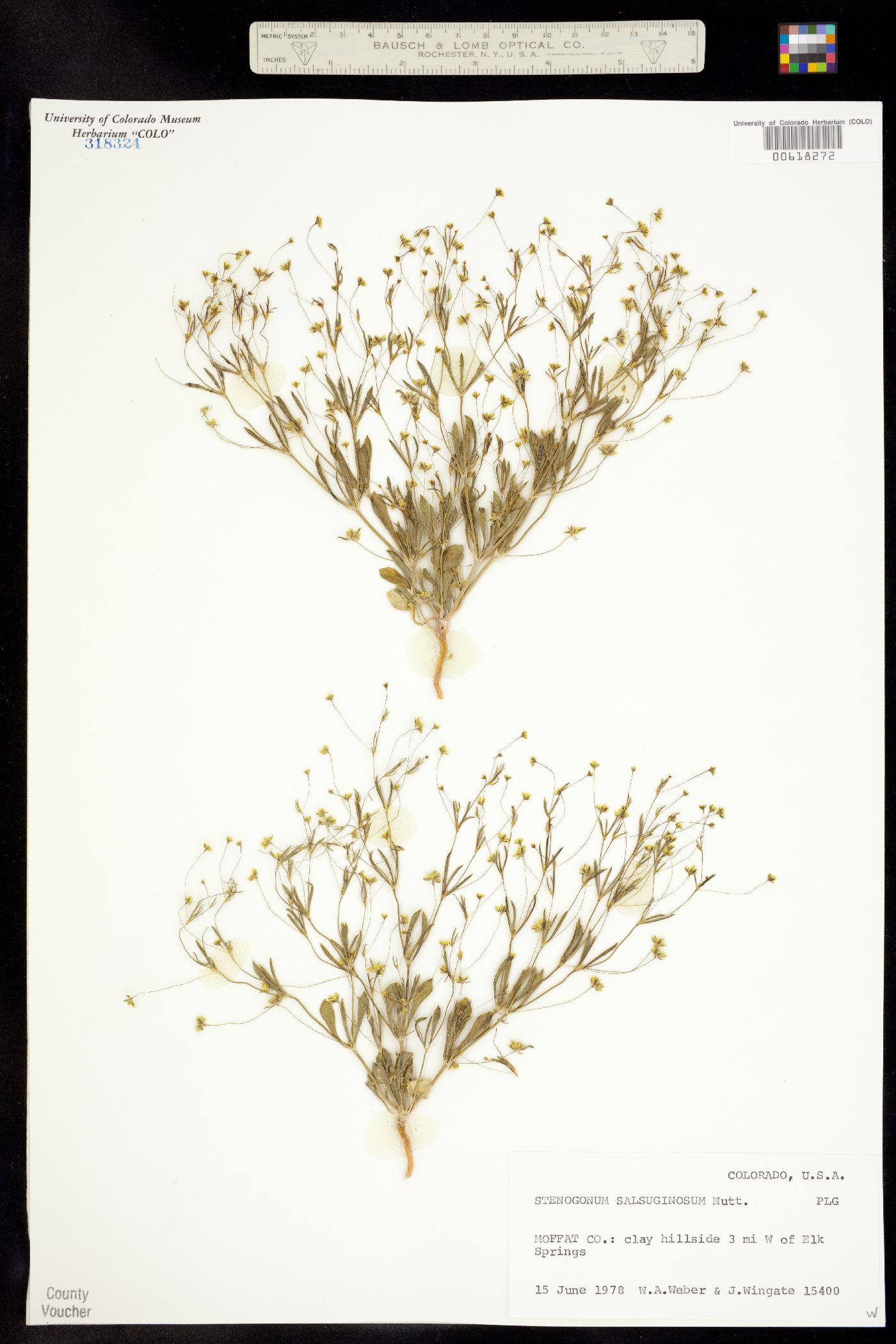 Stenogonum image