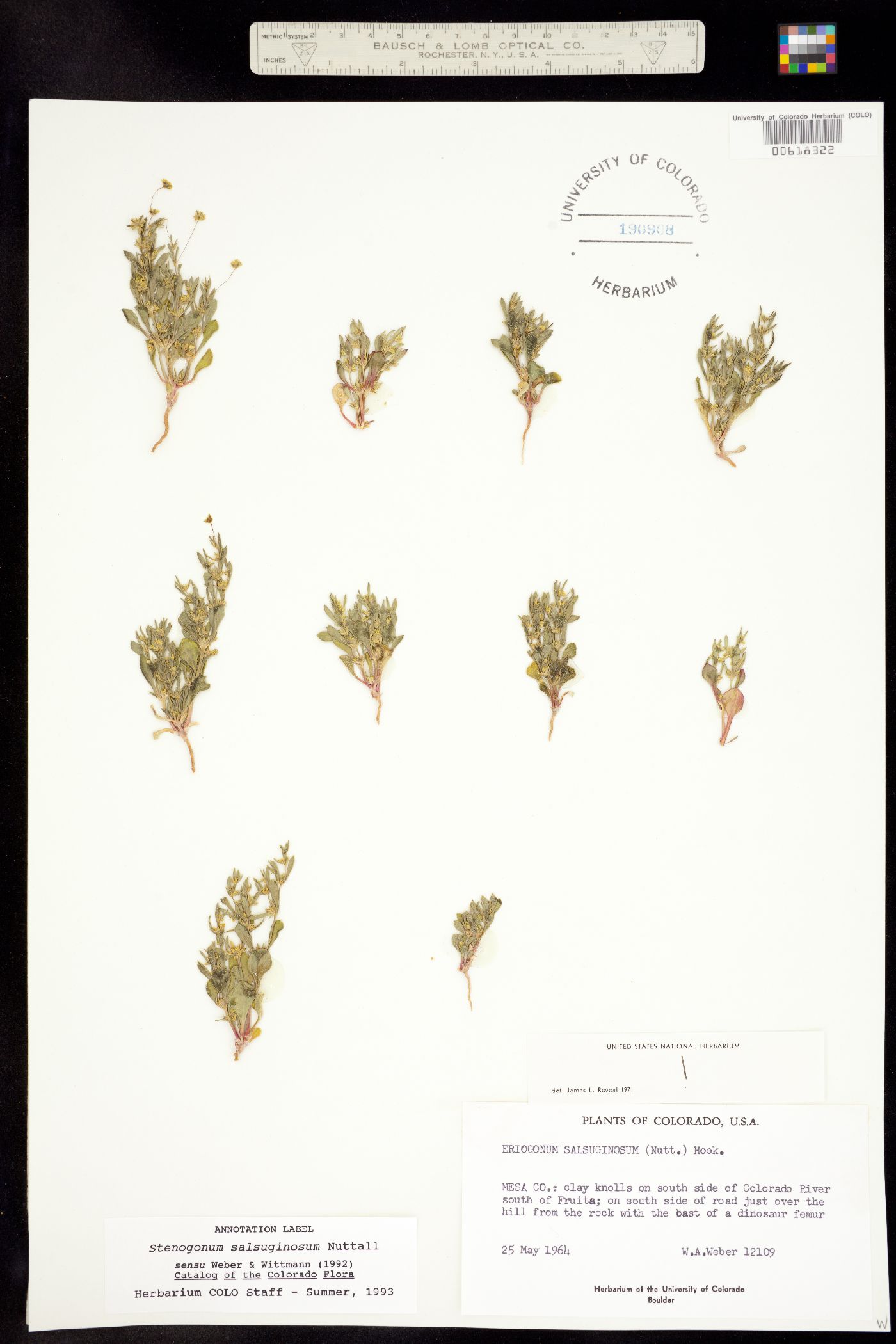 Stenogonum salsuginosum image