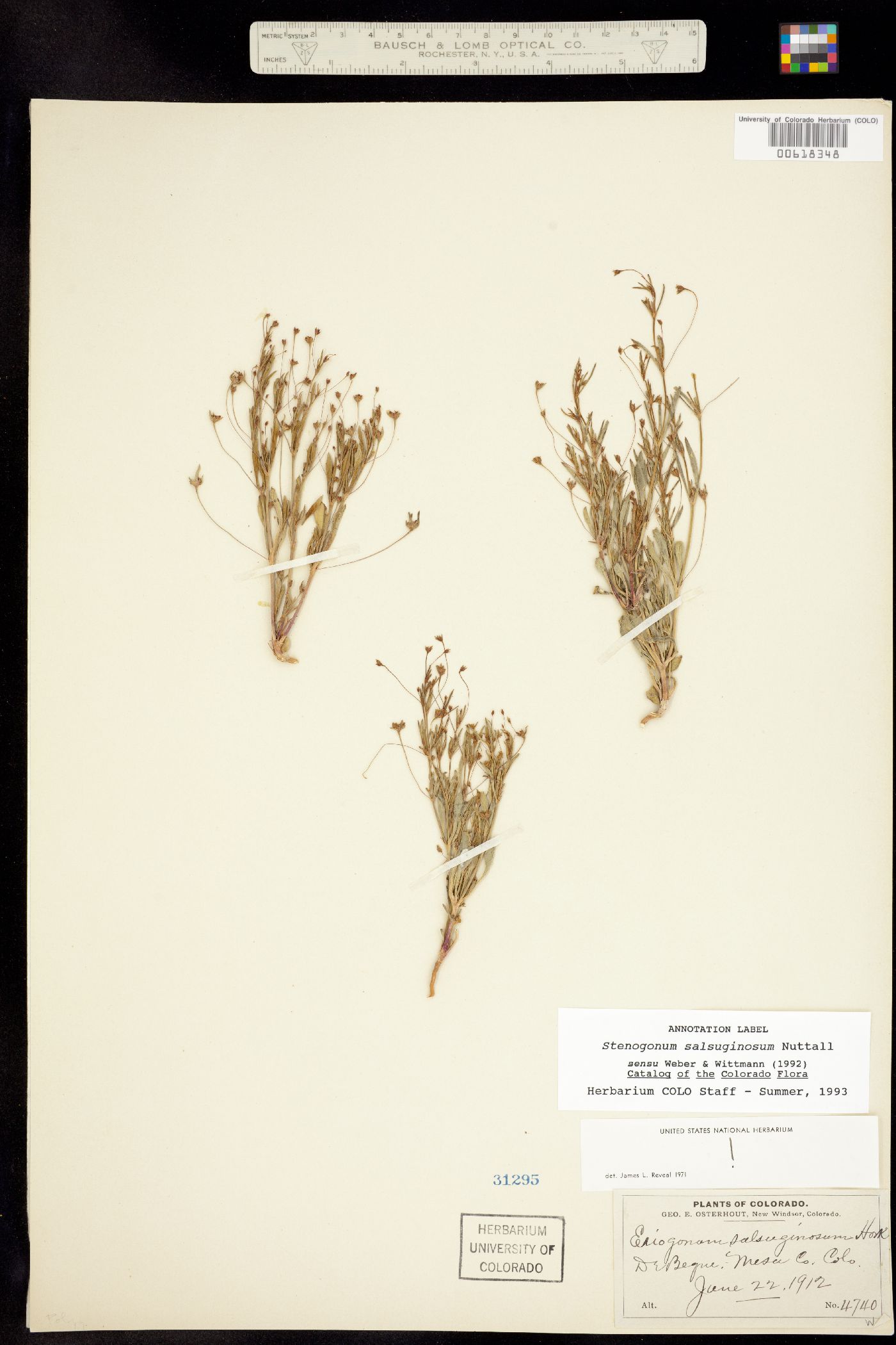 Stenogonum image