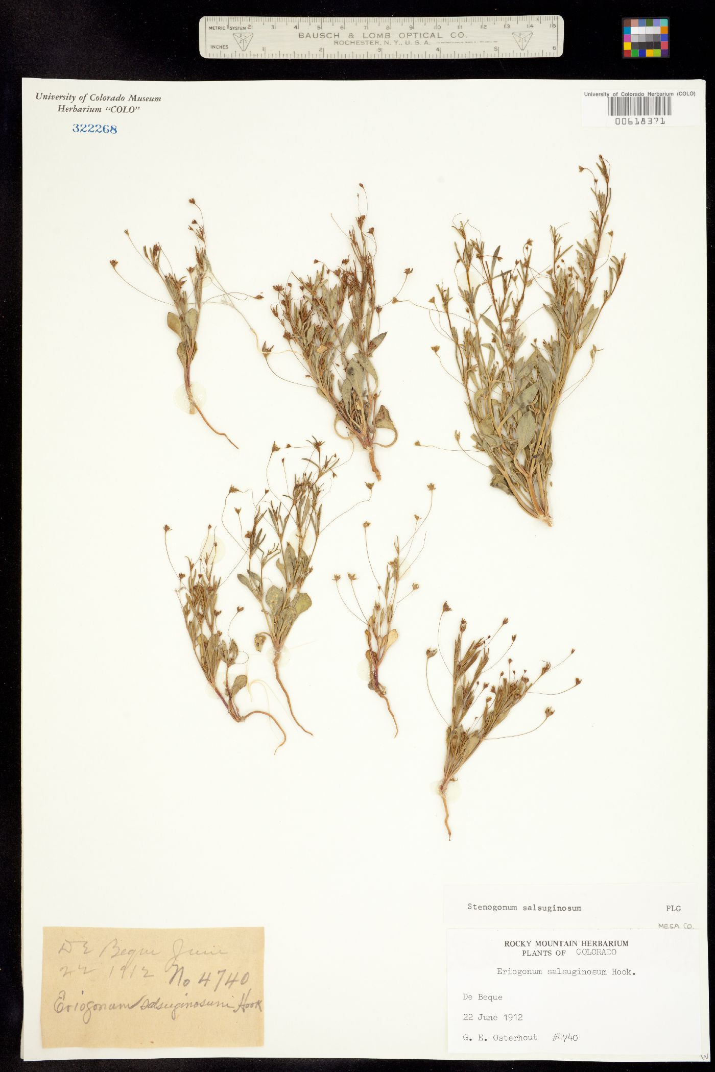 Stenogonum image