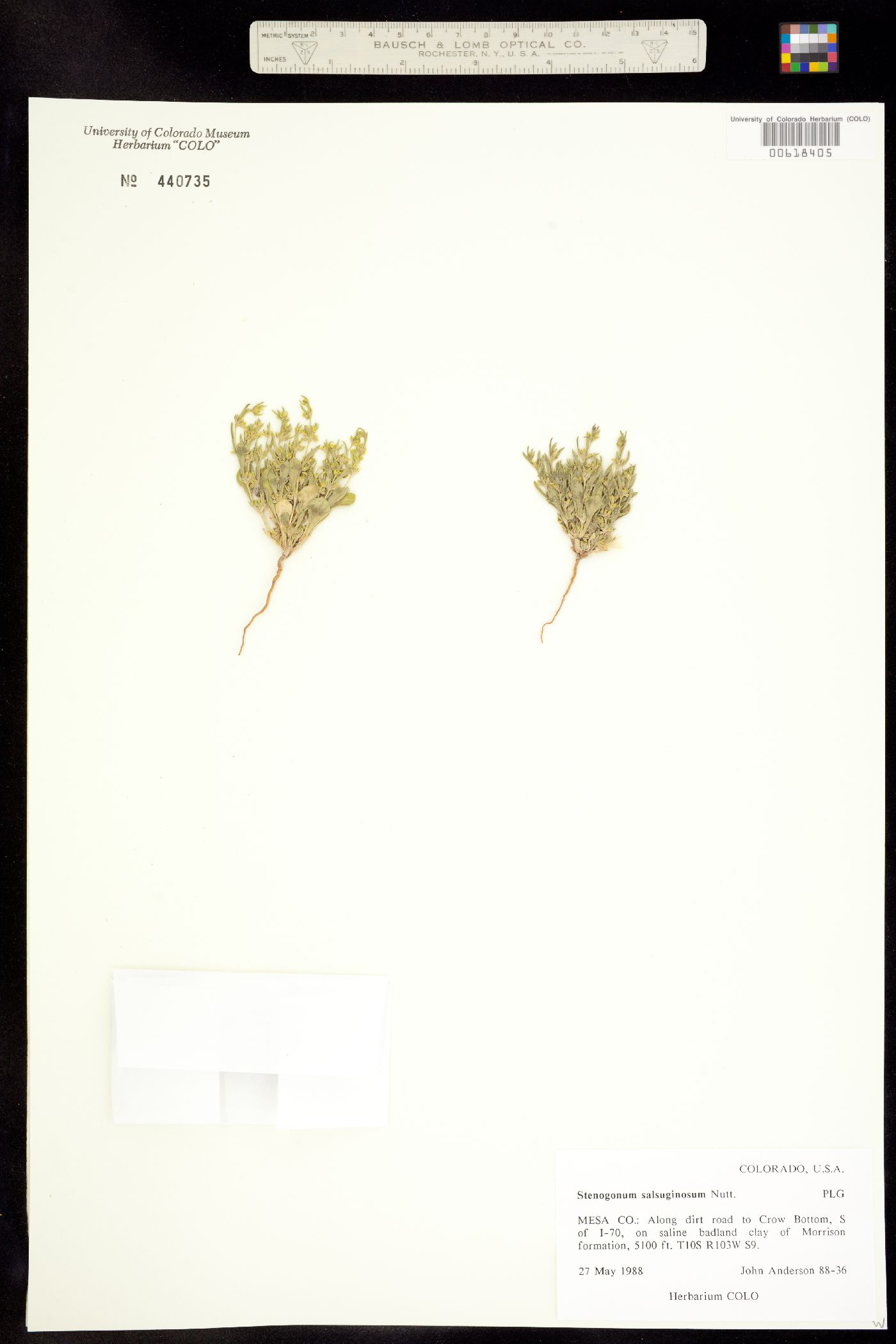 Stenogonum salsuginosum image