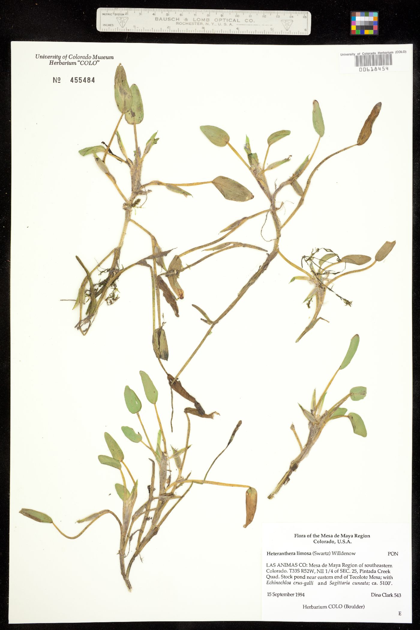 Heteranthera limosa image