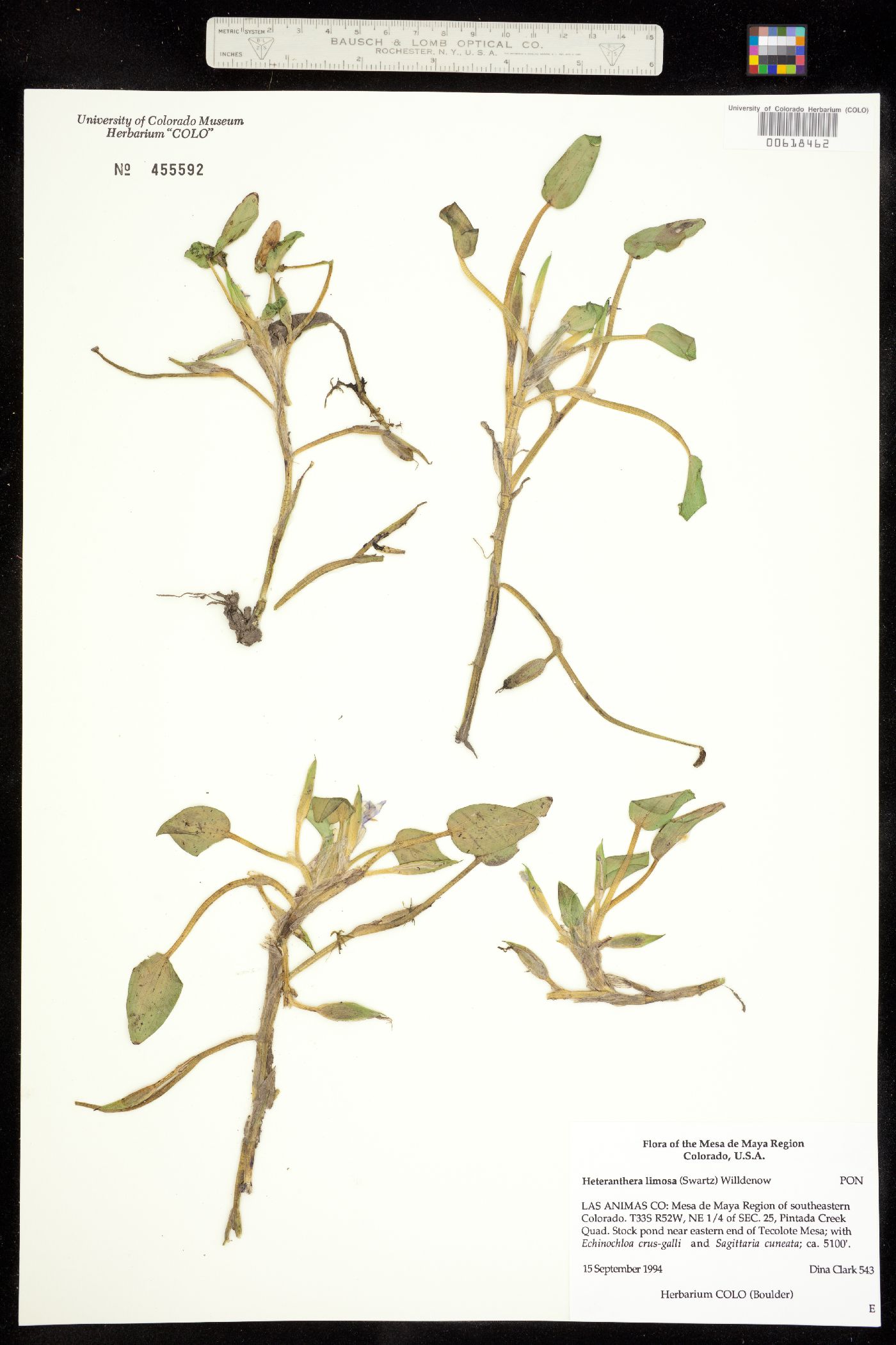 Heteranthera limosa image