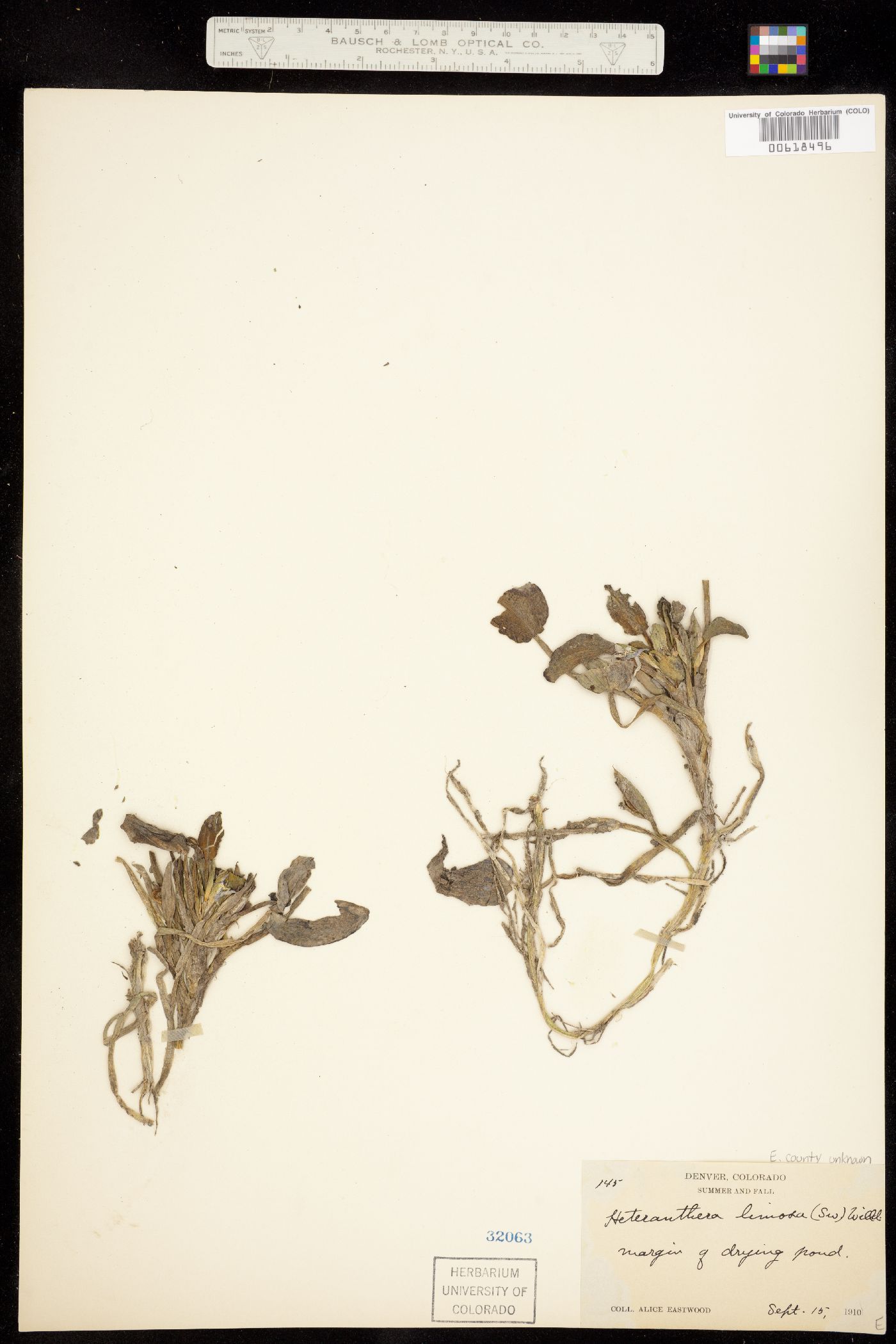 Heteranthera limosa image