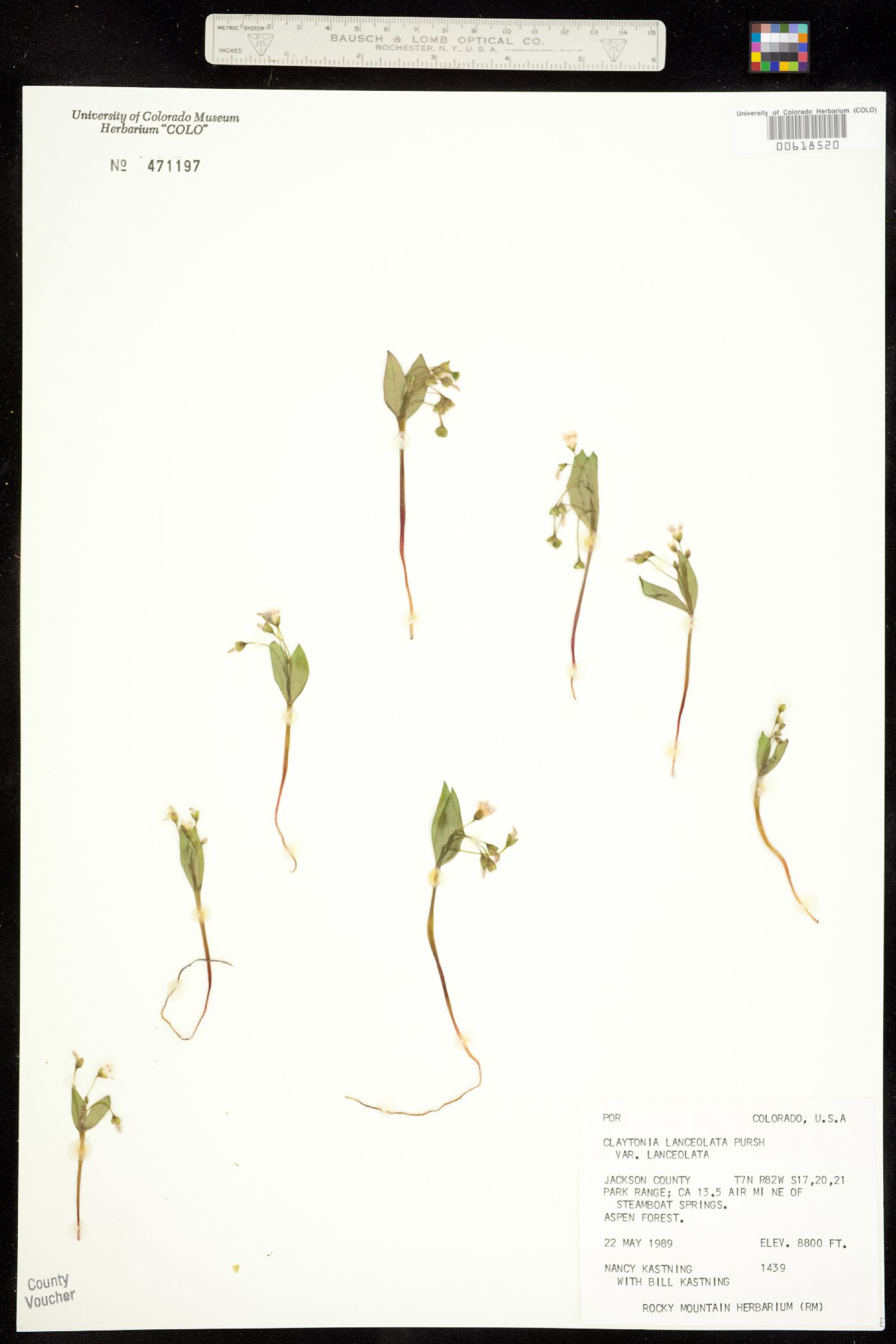 Claytonia lanceolata image