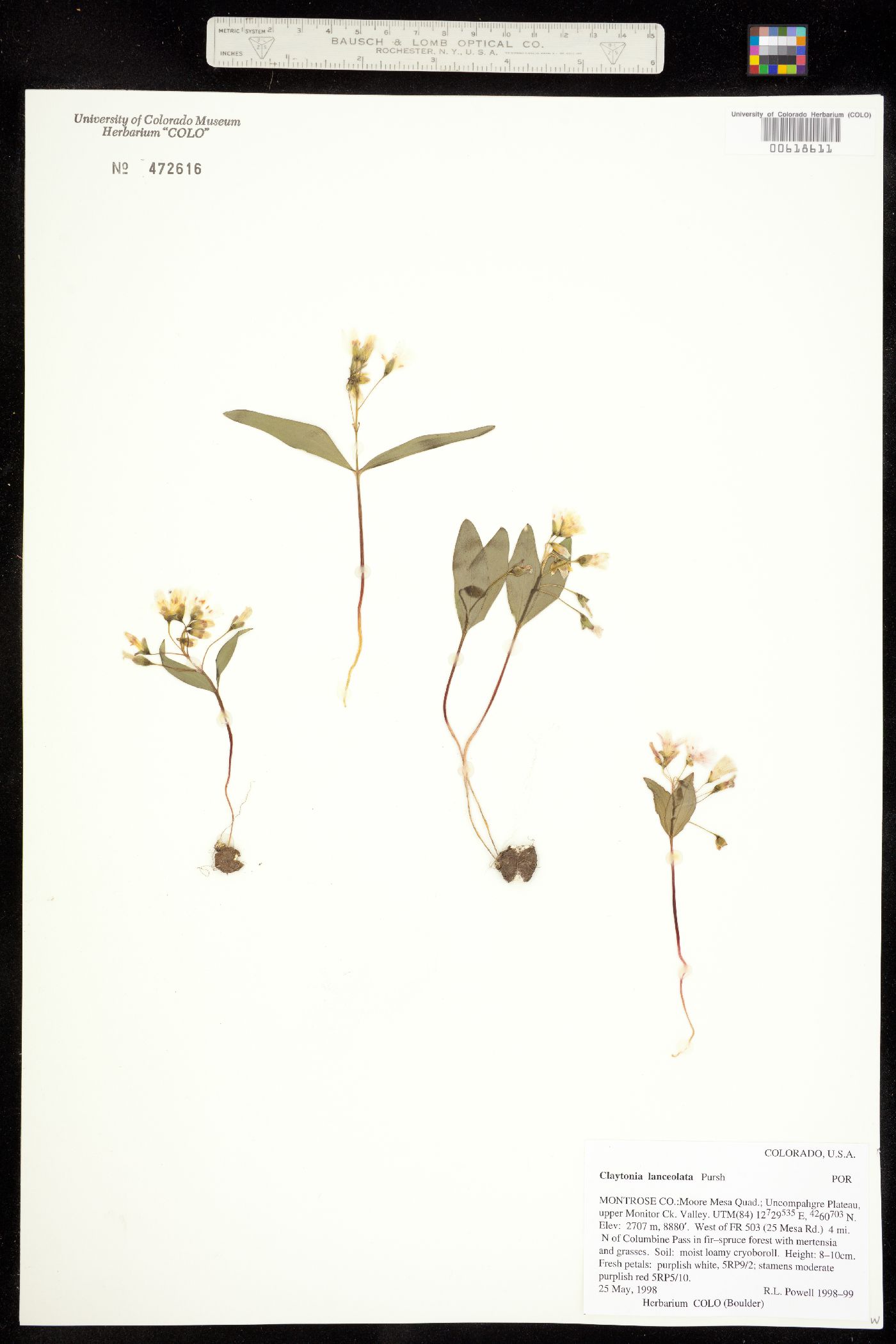 Claytonia lanceolata image