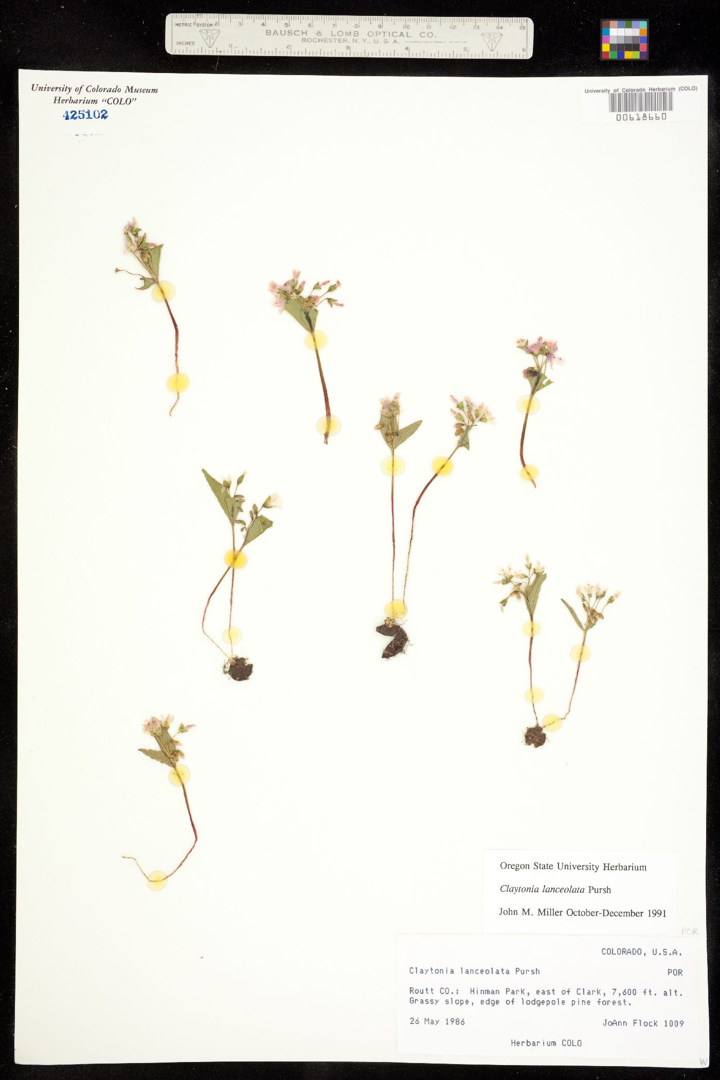 Claytonia lanceolata image